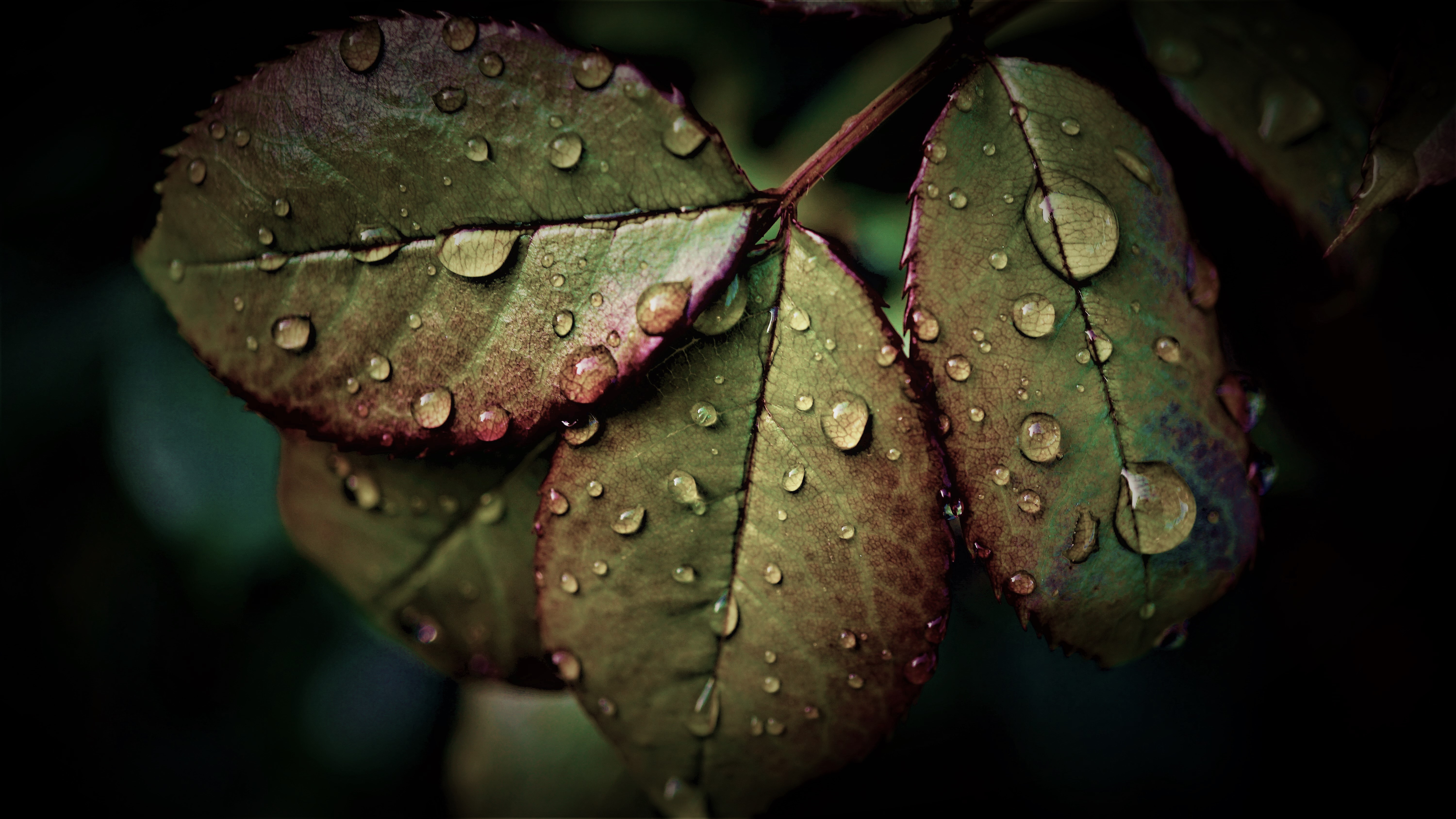 Wet Leaves Wallpaper 4K, Rainy Weather, Water drops