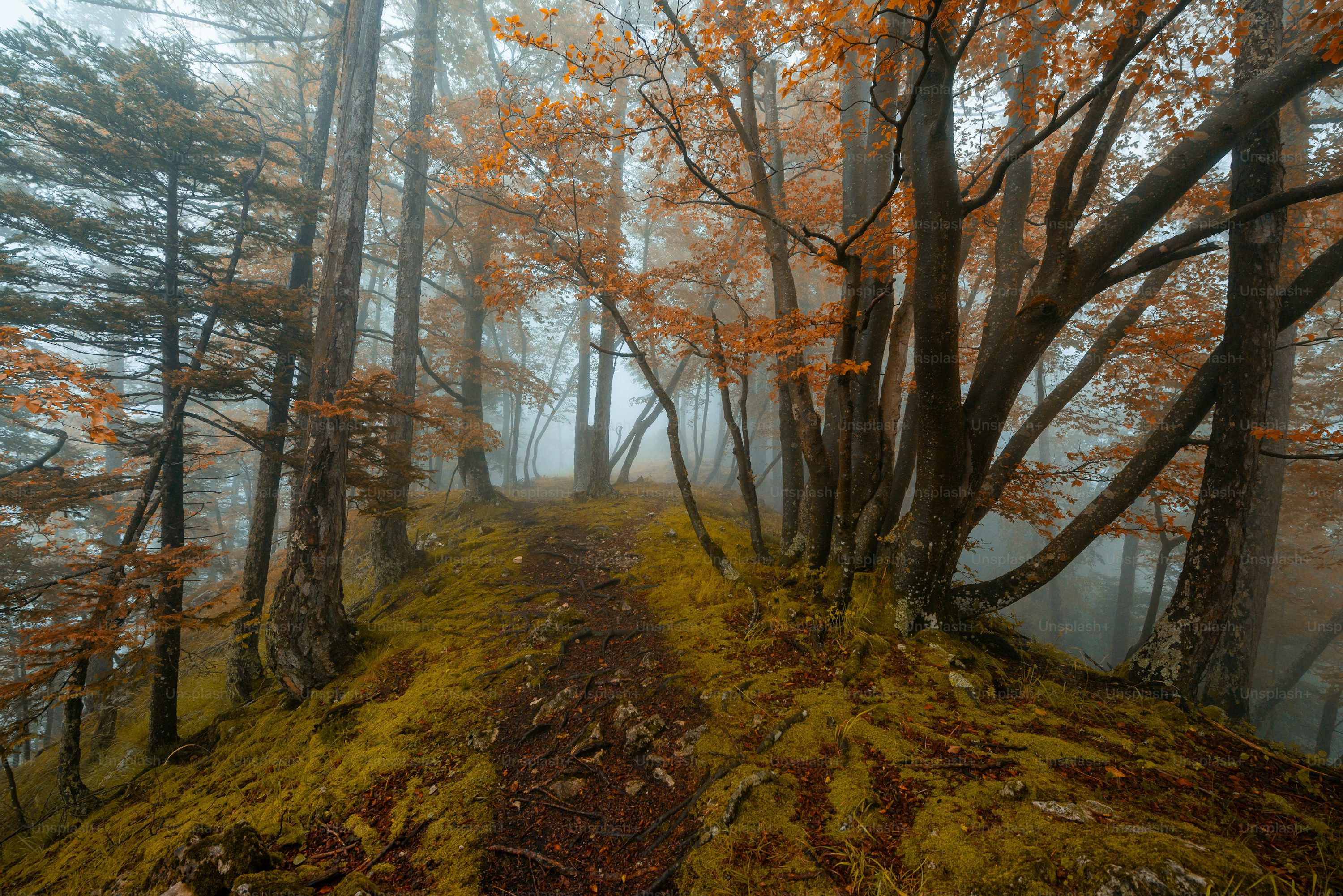 A foggy forest path with autumn leaves and moss. photo