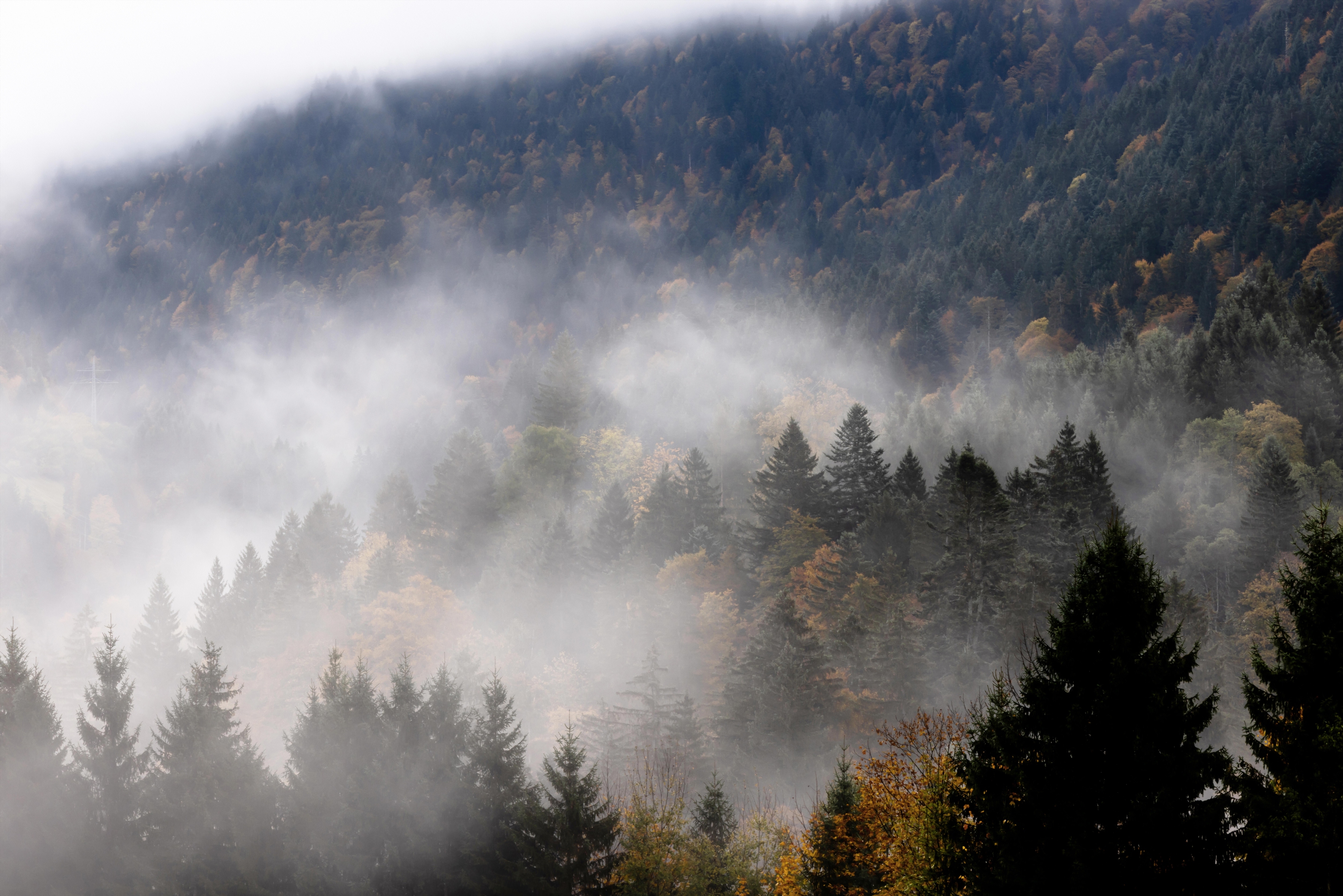 Foggy Woods In Autumn Wall Mural Your Way