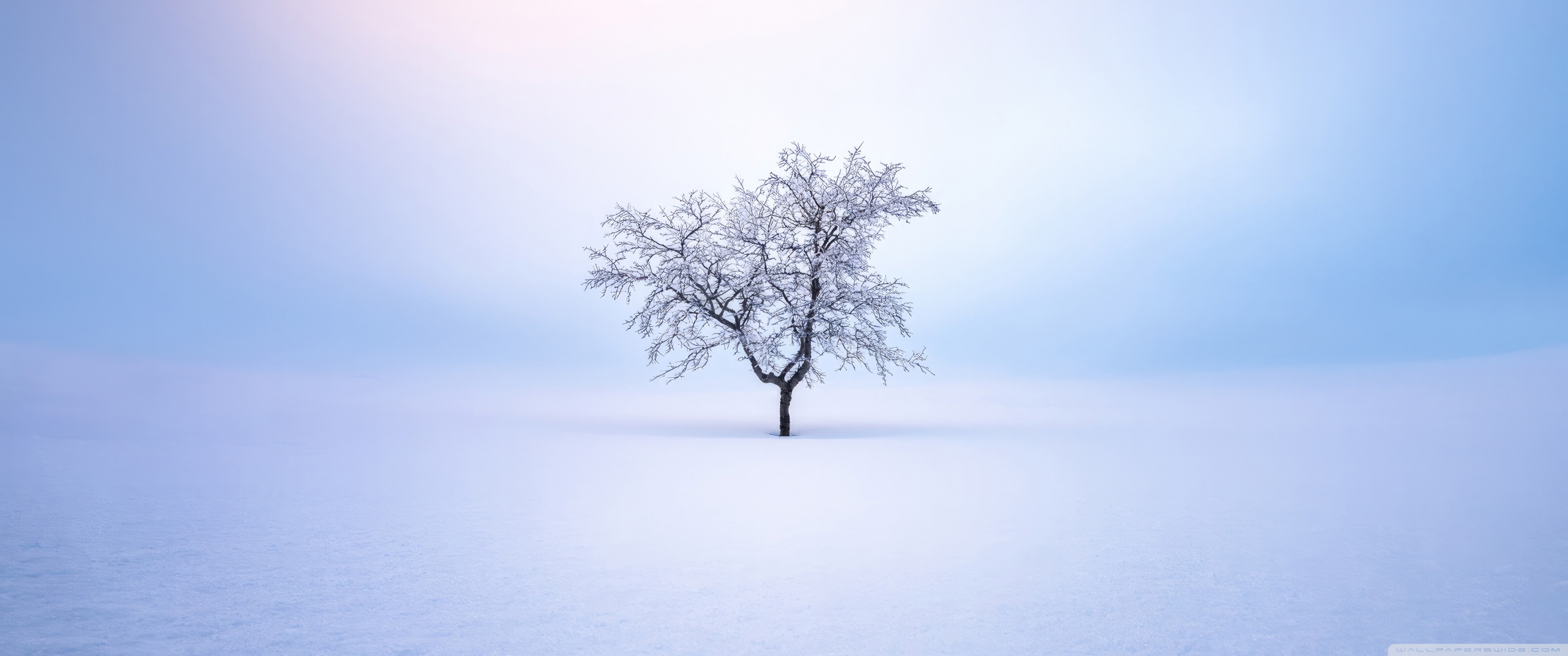 Small Bare Tree in the Middle of the Snowy Field 4K UHD Wallpaper for UltraHD Desktop and TV, Widescreen and UltraWide Display, Dual Monitor, Smartphone and Tablet Devices