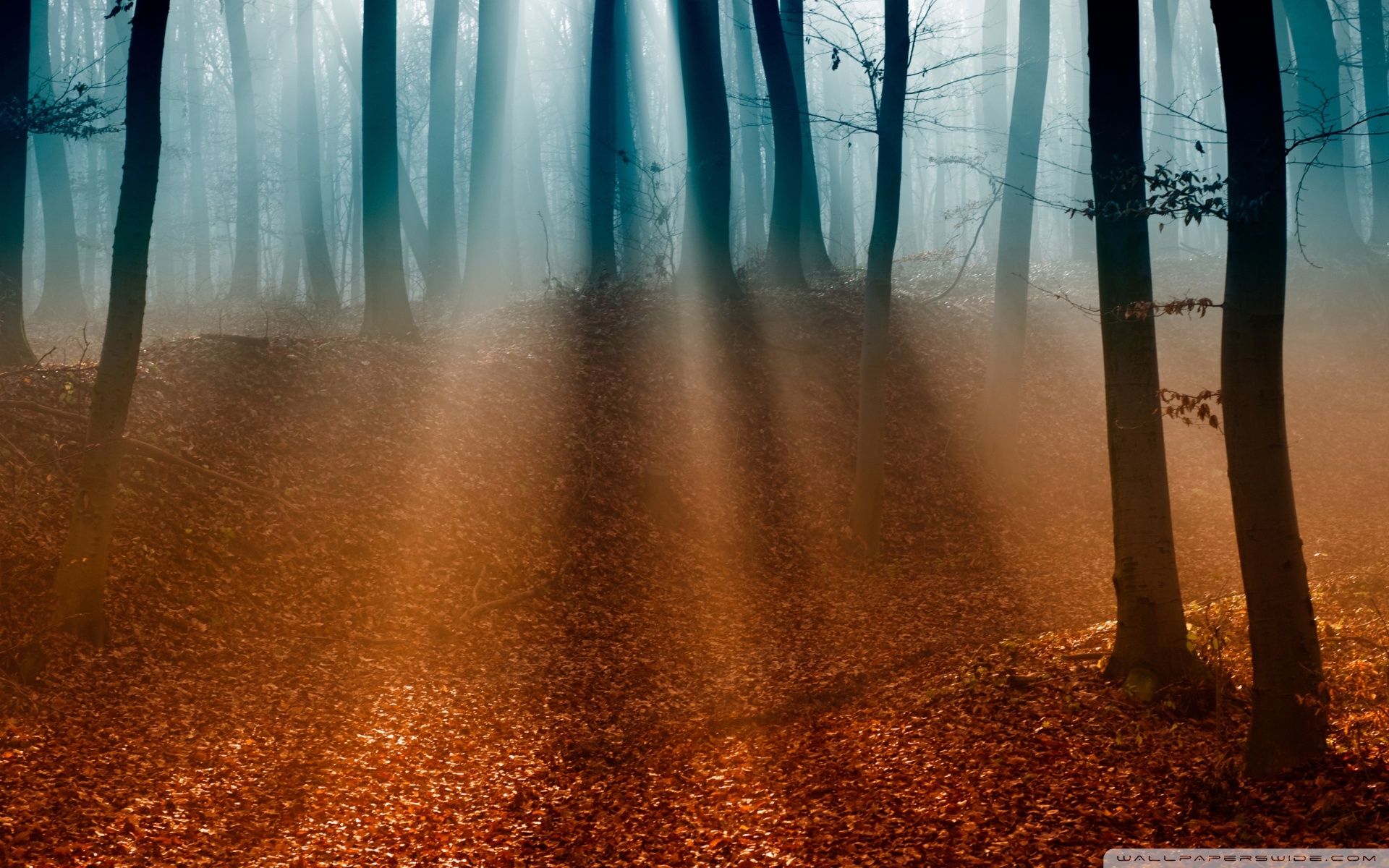 Autumn Forest 4K UHD Wallpaper for UltraHD Desktop and TV, Dual Monitor, Smartphone and Tablet Devices