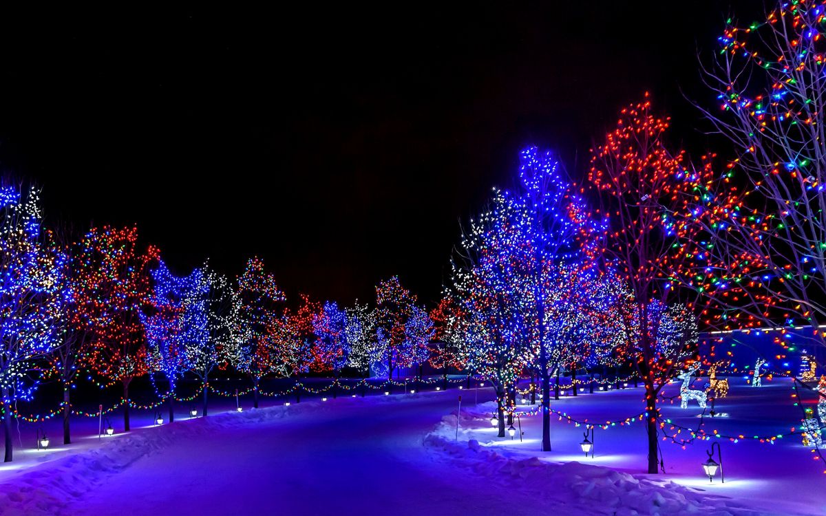Wallpaper Christmas Lights, Lighting, Light, Tree, Blue, Background Free Image