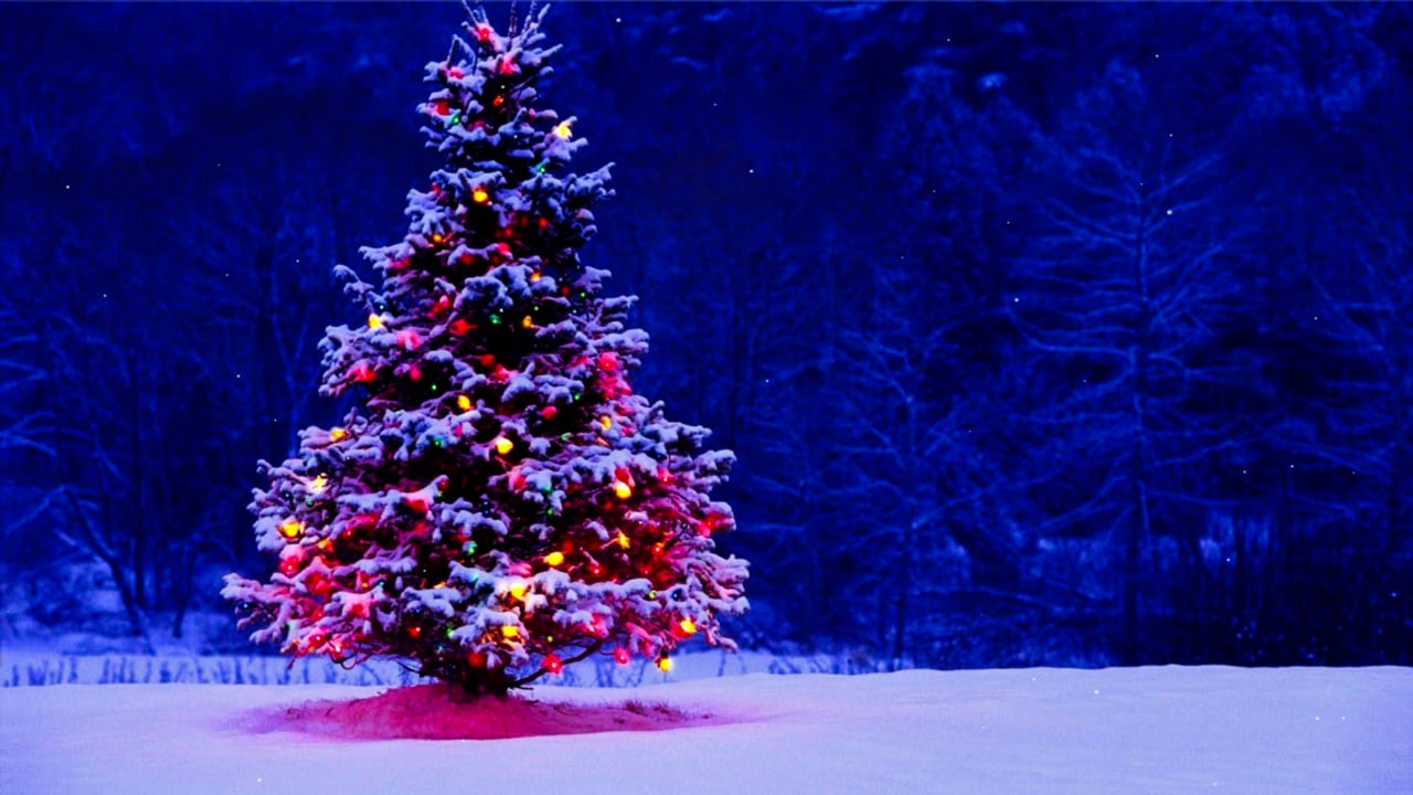 Christmas Tree, Snow, Lights. Free Stock Video