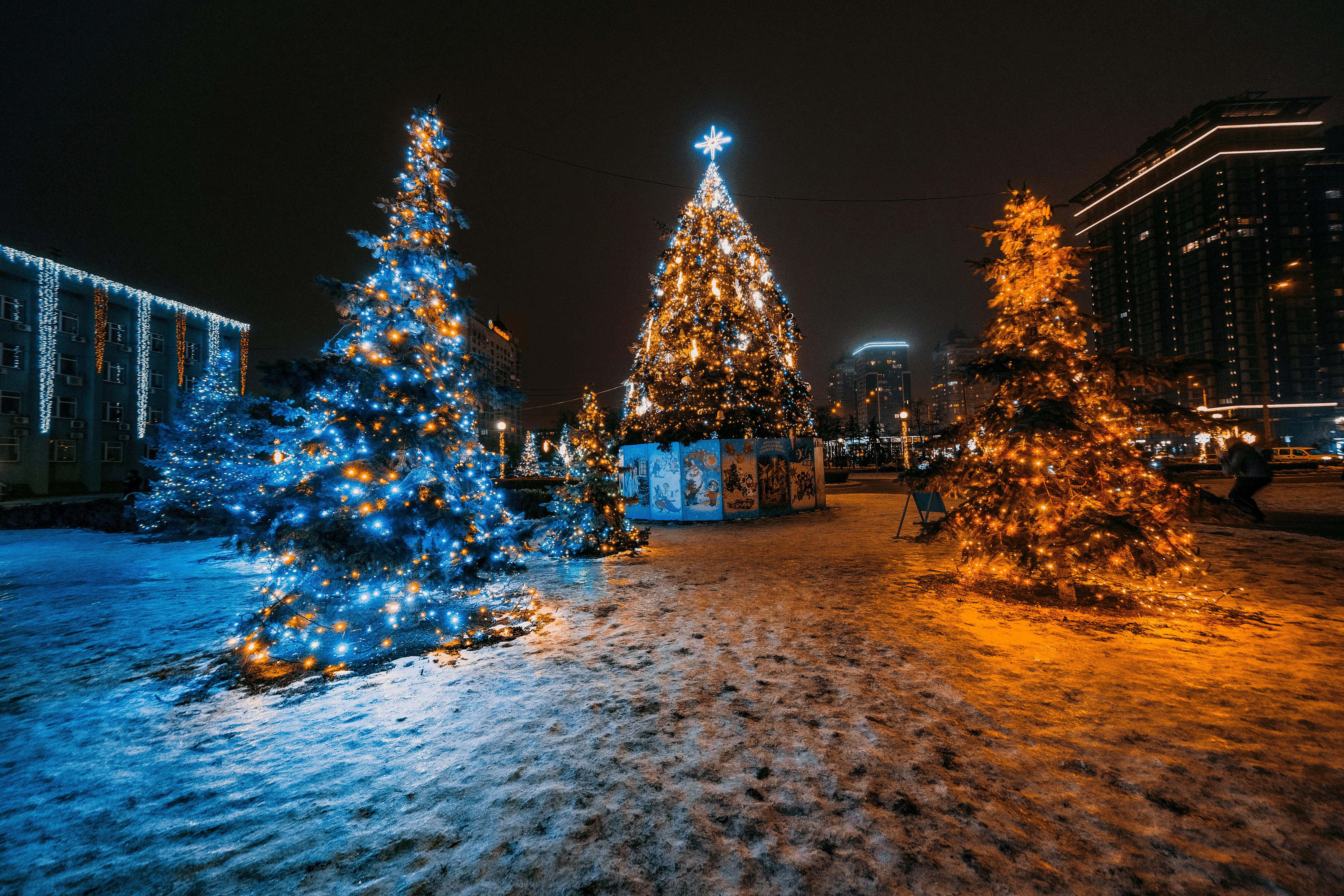 Lighted Christmas Trees on Snow Covered Ground during Night Time · Free