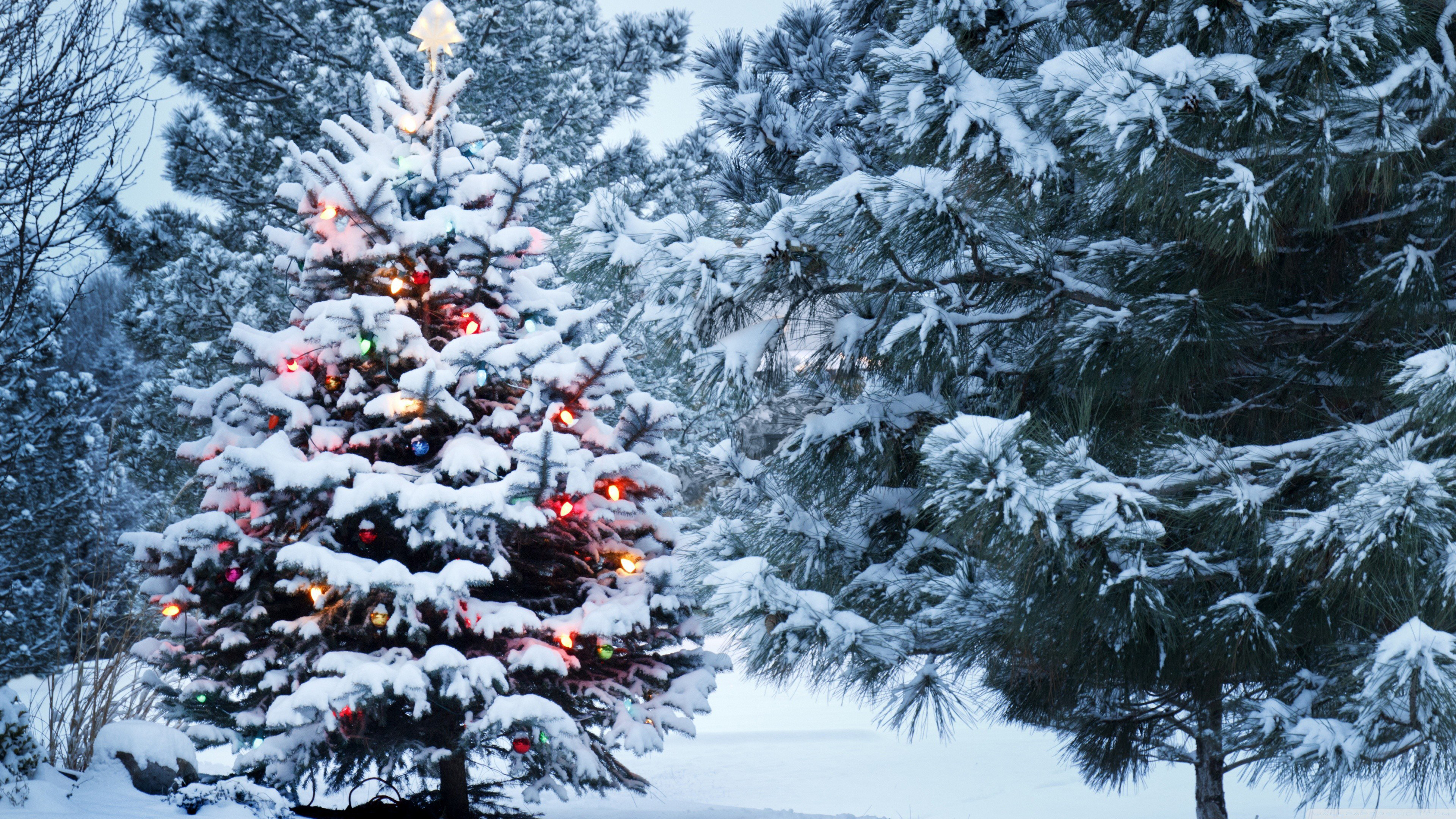 Snow Covered Decoration Lights Christmas Tree In Snow Field 4K HD Christmas Tree Wallpaper
