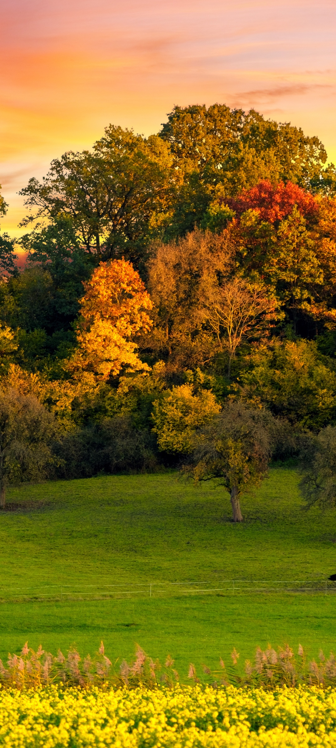 Autumn trees Wallpaper 4K, Sunset, Landscape, Afterglow