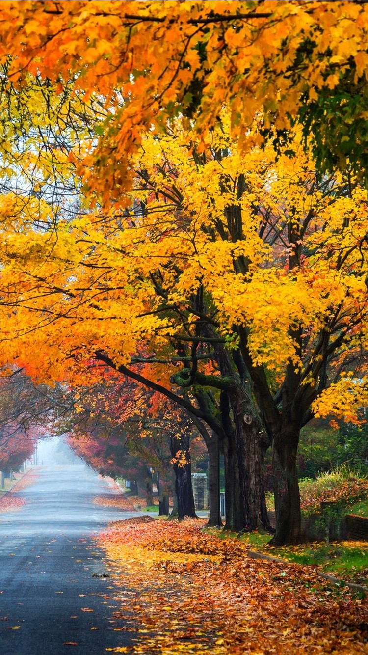 Road Between Yellow Orange Green Autumn Fall Leaves Garden Background 4K HD Nature Wallpaper