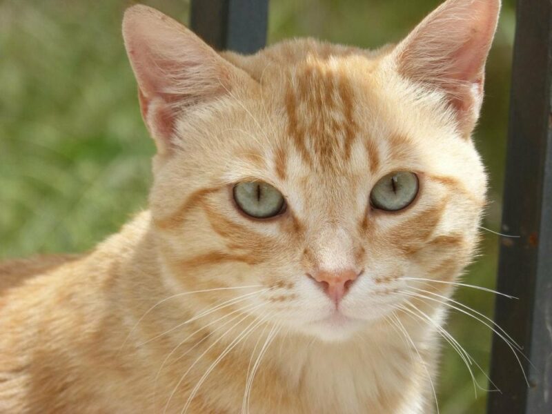 Blonde Cat Breeds: Top Choices for Your Home (With Info & Picture)