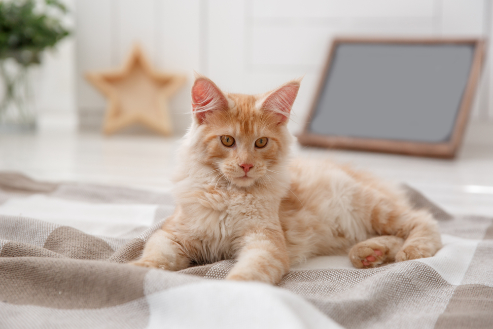 Blonde Cat Breeds: Top Choices for Your Home (With Info & Picture)
