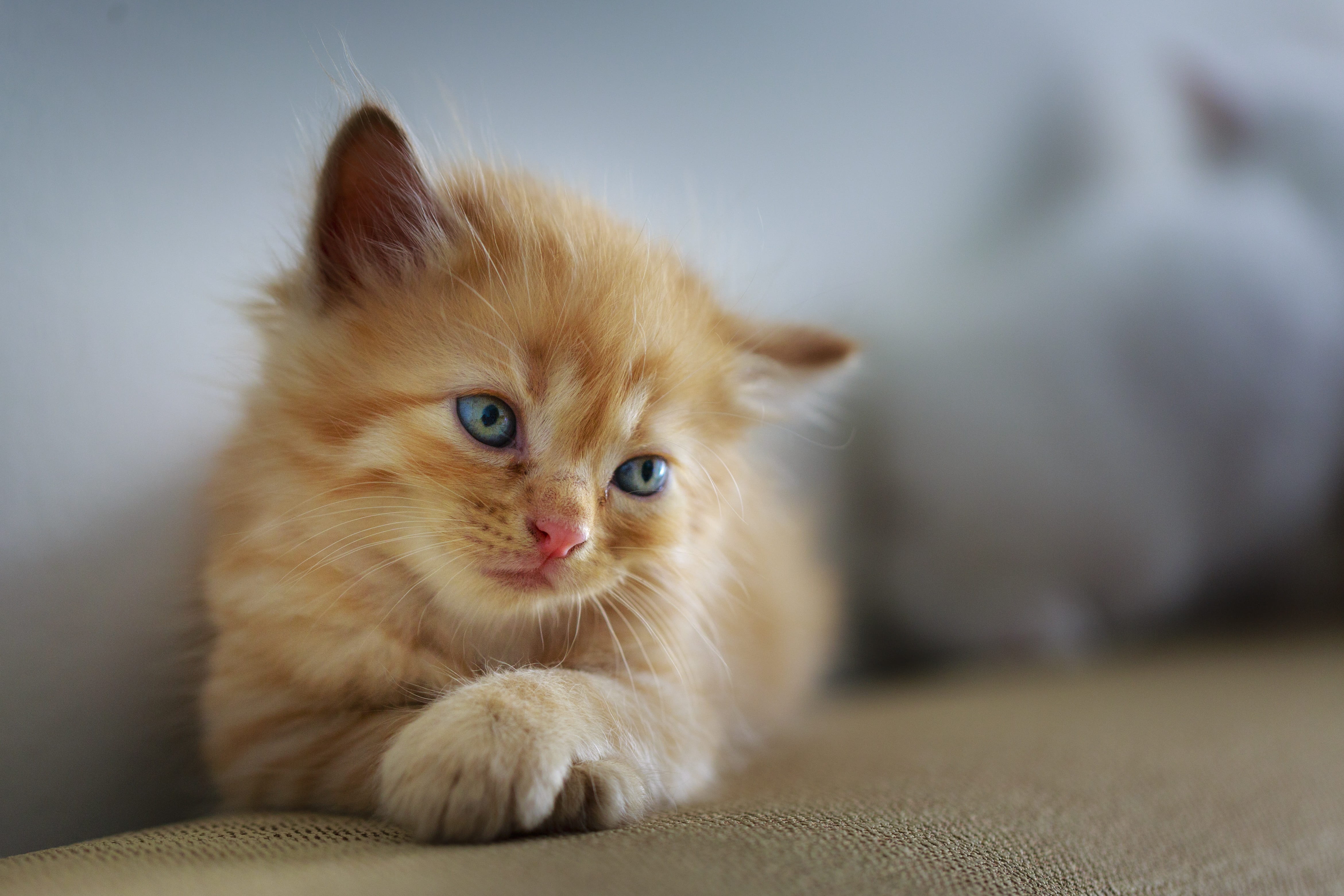 Royalty Free Photo: Shallow Focus Photography Of Orange Tabby Kitten