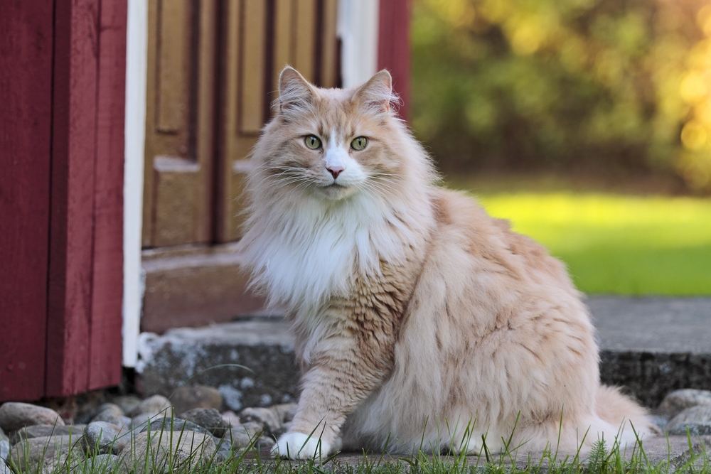 Blonde Cat Breeds: Top Choices for Your Home (With Info & Picture)