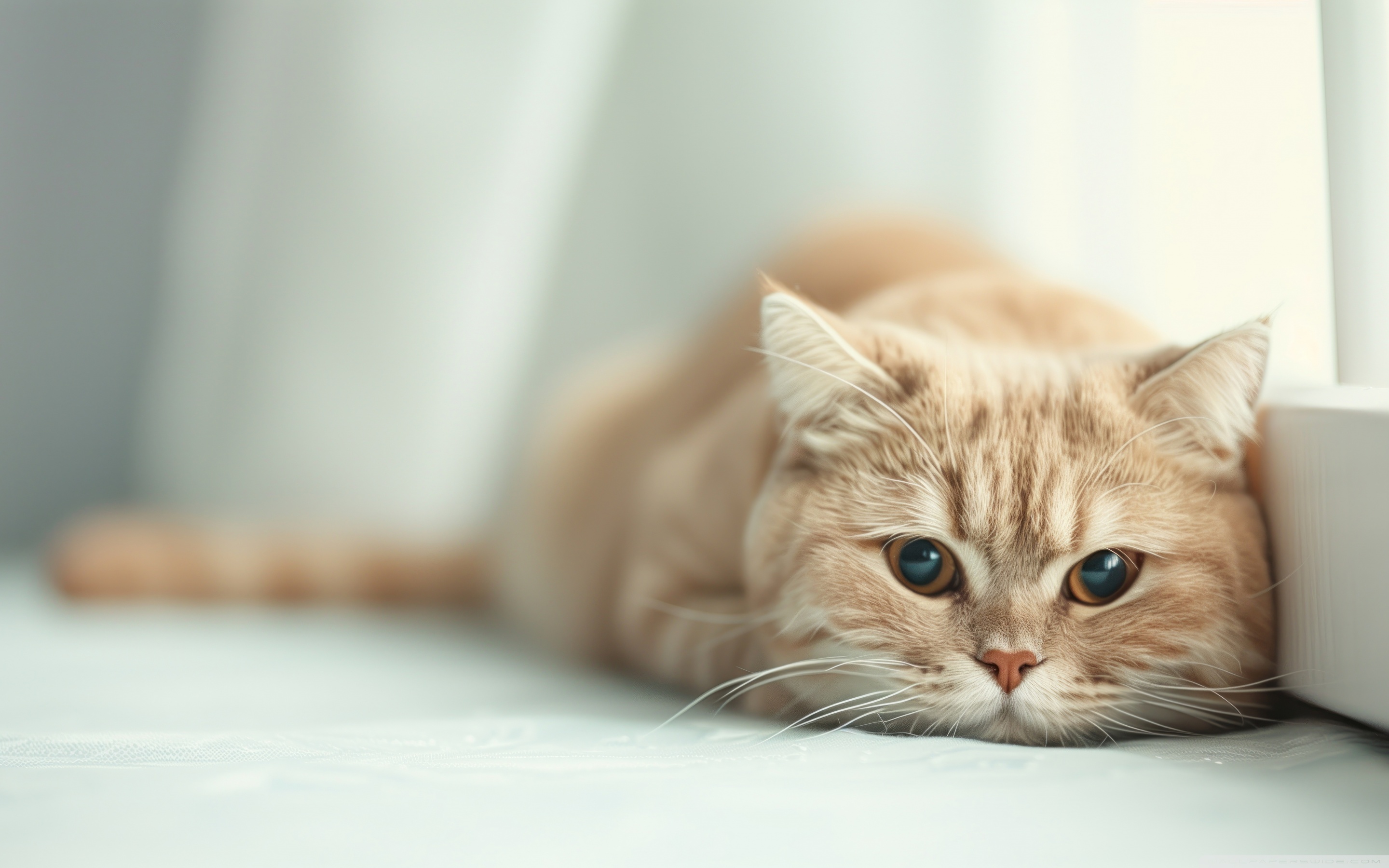 Adorable Cute Blonde Cat 4K UHD Wallpaper for UltraHD Desktop and TV, Widescreen and UltraWide Display, Dual Monitor, Smartphone and Tablet Devices
