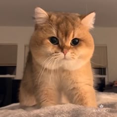 Discover 260 Cats Blonde and Pretty Cats Ideas. cute cats and kittens, british shorthair cats, orange cats and more