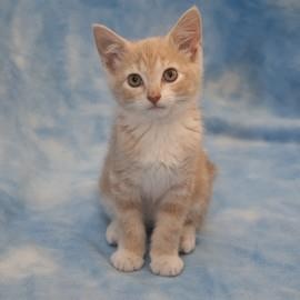 Blonde kitten lonely. /lifewithcats