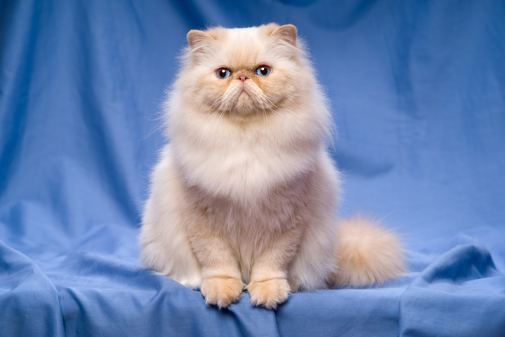 Blonde Cat Breeds: Top Choices for Your Home (With Info & Picture)
