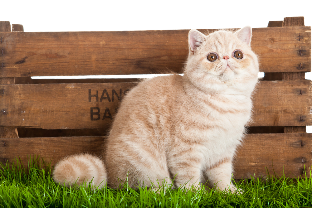 Blonde Cat Breeds: Top Choices for Your Home (With Info & Picture)
