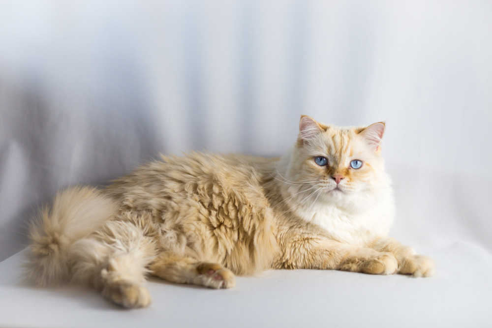 Blonde Cat Breeds: Top Choices for Your Home (With Info & Picture)