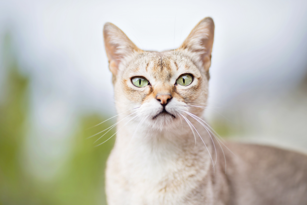 Blonde Cat Breeds: Top Choices for Your Home (With Info & Picture)