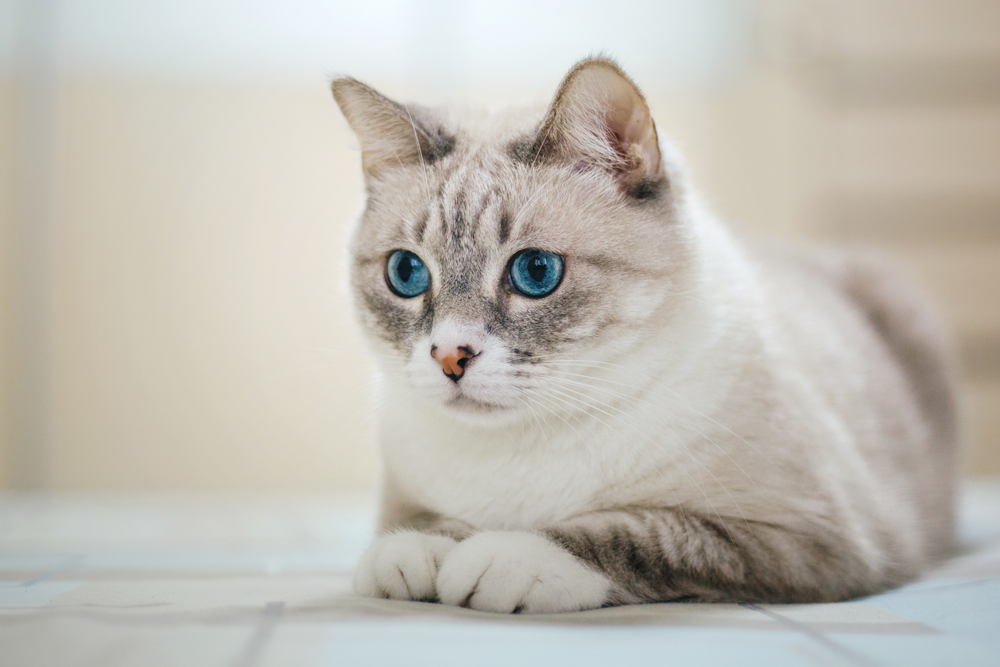 Blonde Cat Breeds: Top Choices for Your Home (With Info & Picture)