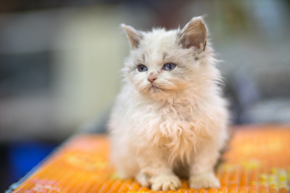 Blonde Cat Breeds: Top Choices for Your Home (With Info & Picture)