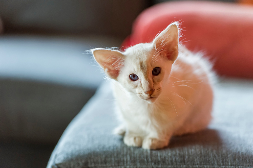 Blonde Cat Breeds: Top Choices for Your Home (With Info & Picture)