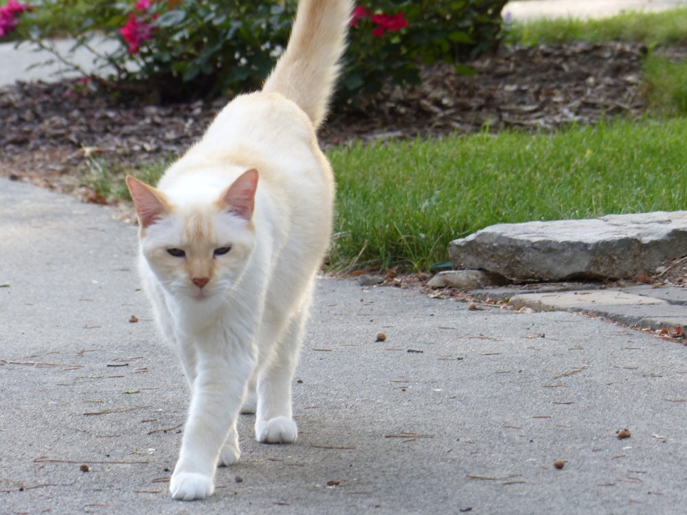 Blonde Cat Breeds: Top Choices for Your Home (With Info & Picture)