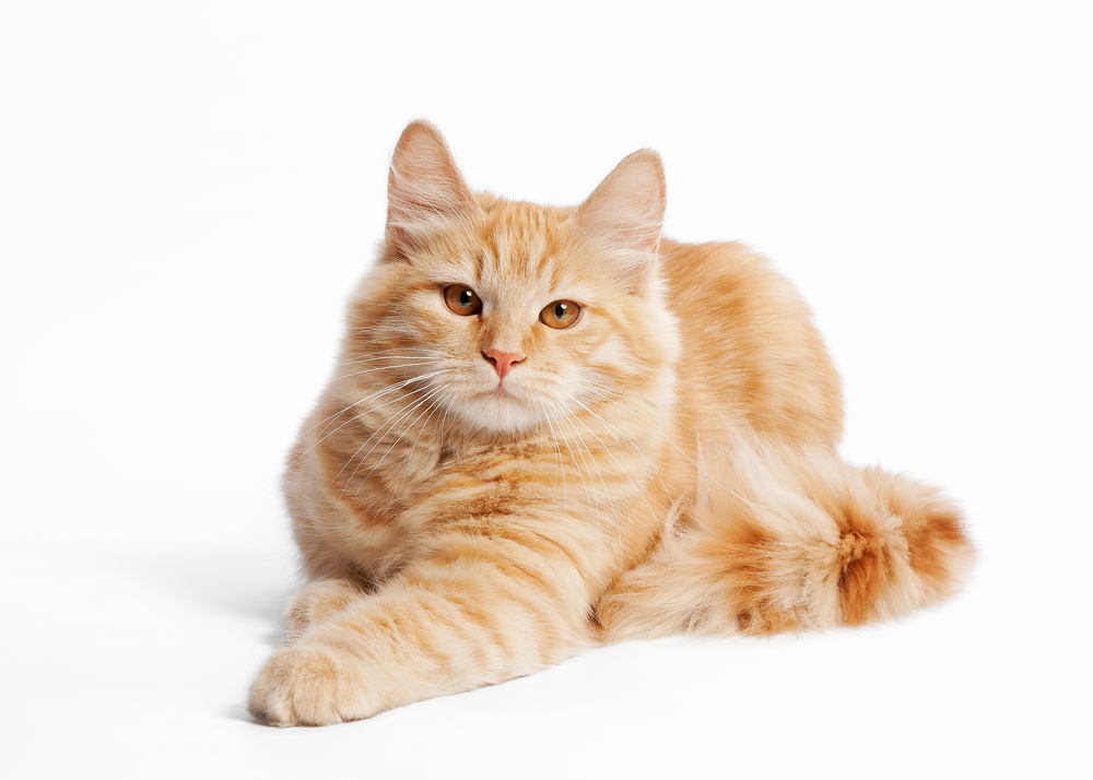 Blonde Cat Breeds: Top Choices for Your Home (With Info & Picture)