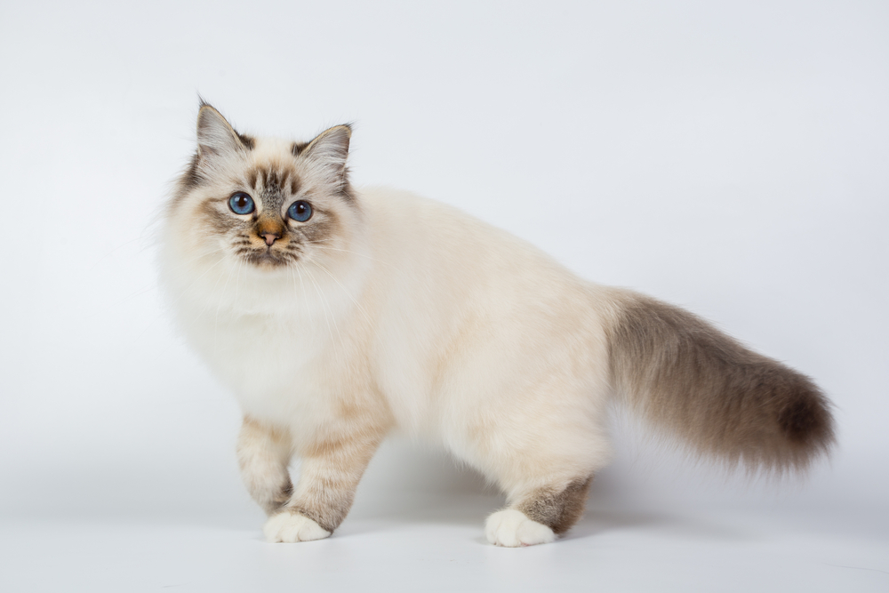 Blonde Cat Breeds: Top Choices for Your Home (With Info & Picture)