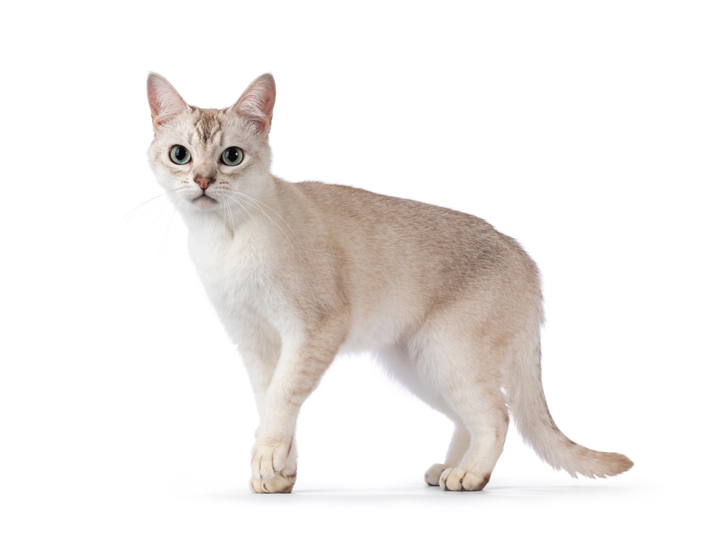 Blonde Cat Breeds: Top Choices for Your Home (With Info & Picture)
