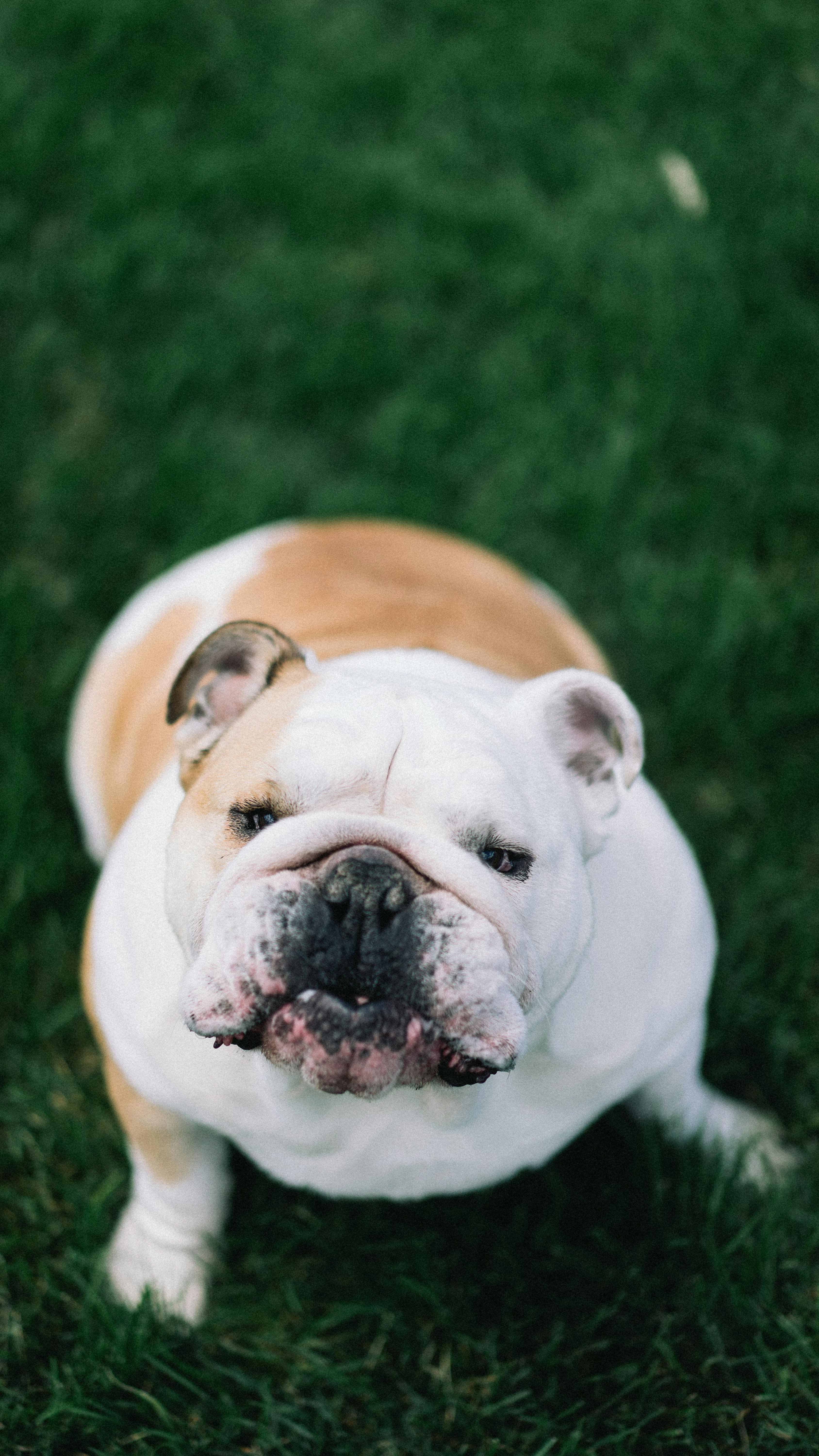 Bulldog on a Grass Lawn · Free