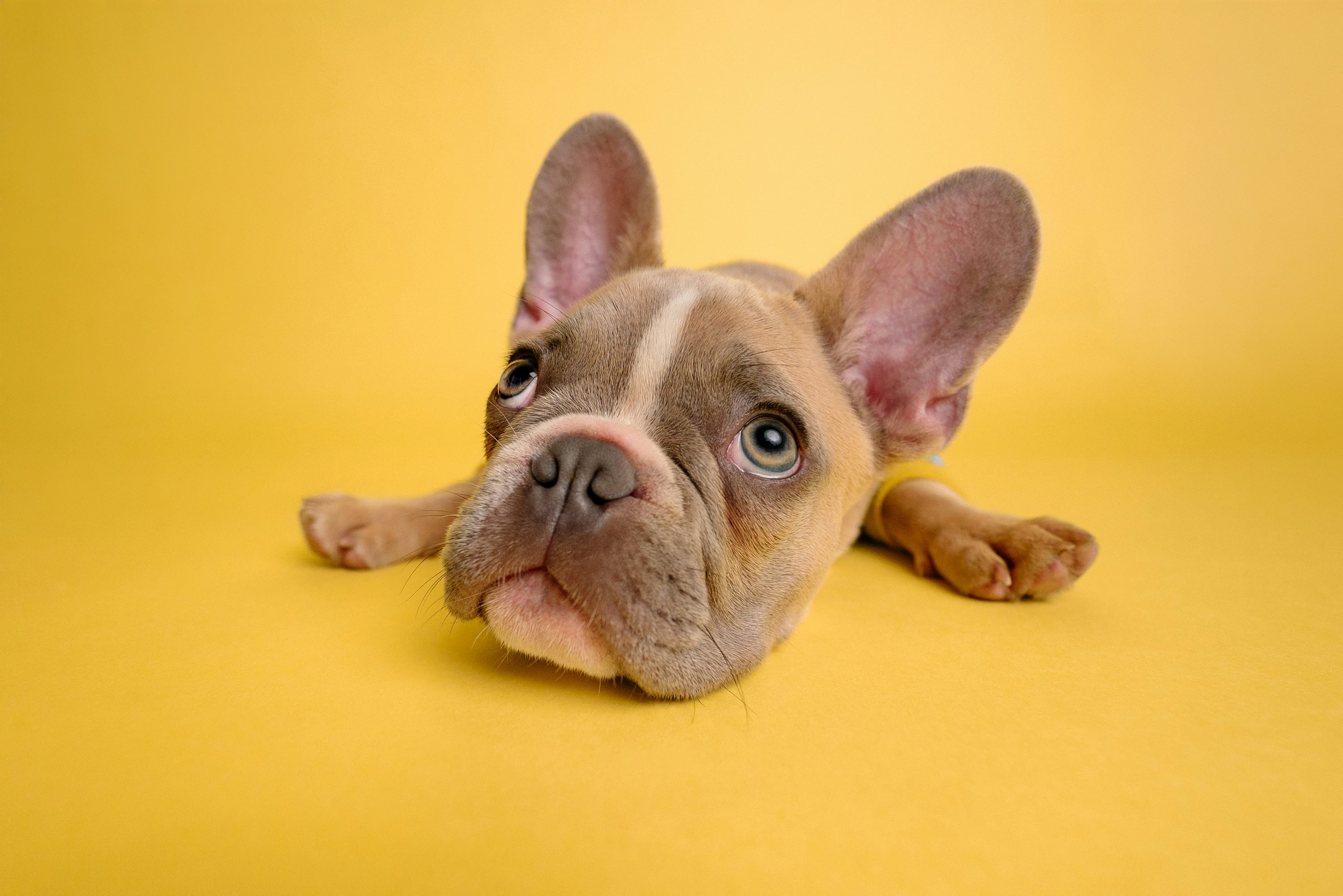 Adorable french bulldog poses against a yellow background. photo