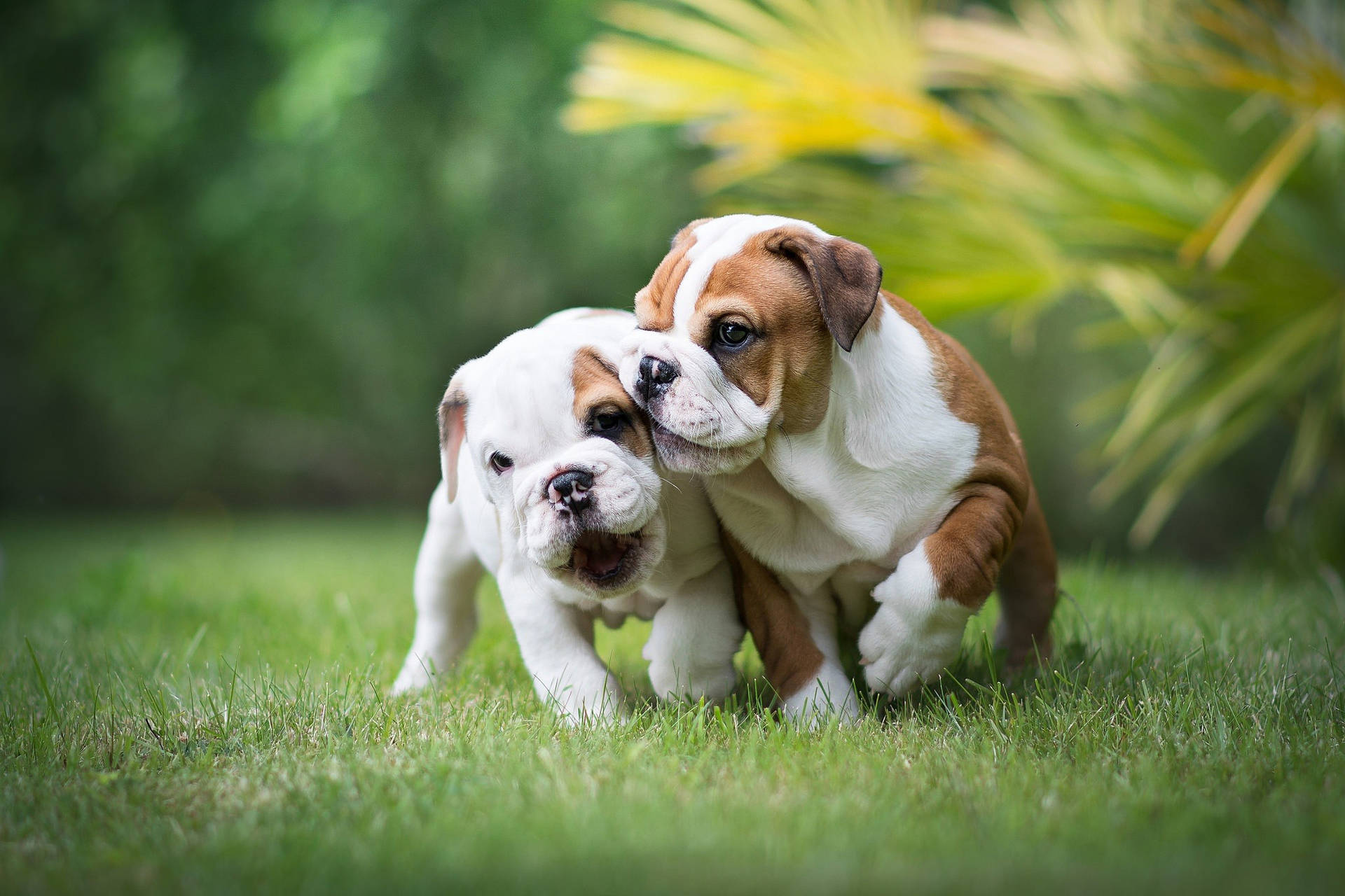 Download English Bulldog Puppies Wallpaper