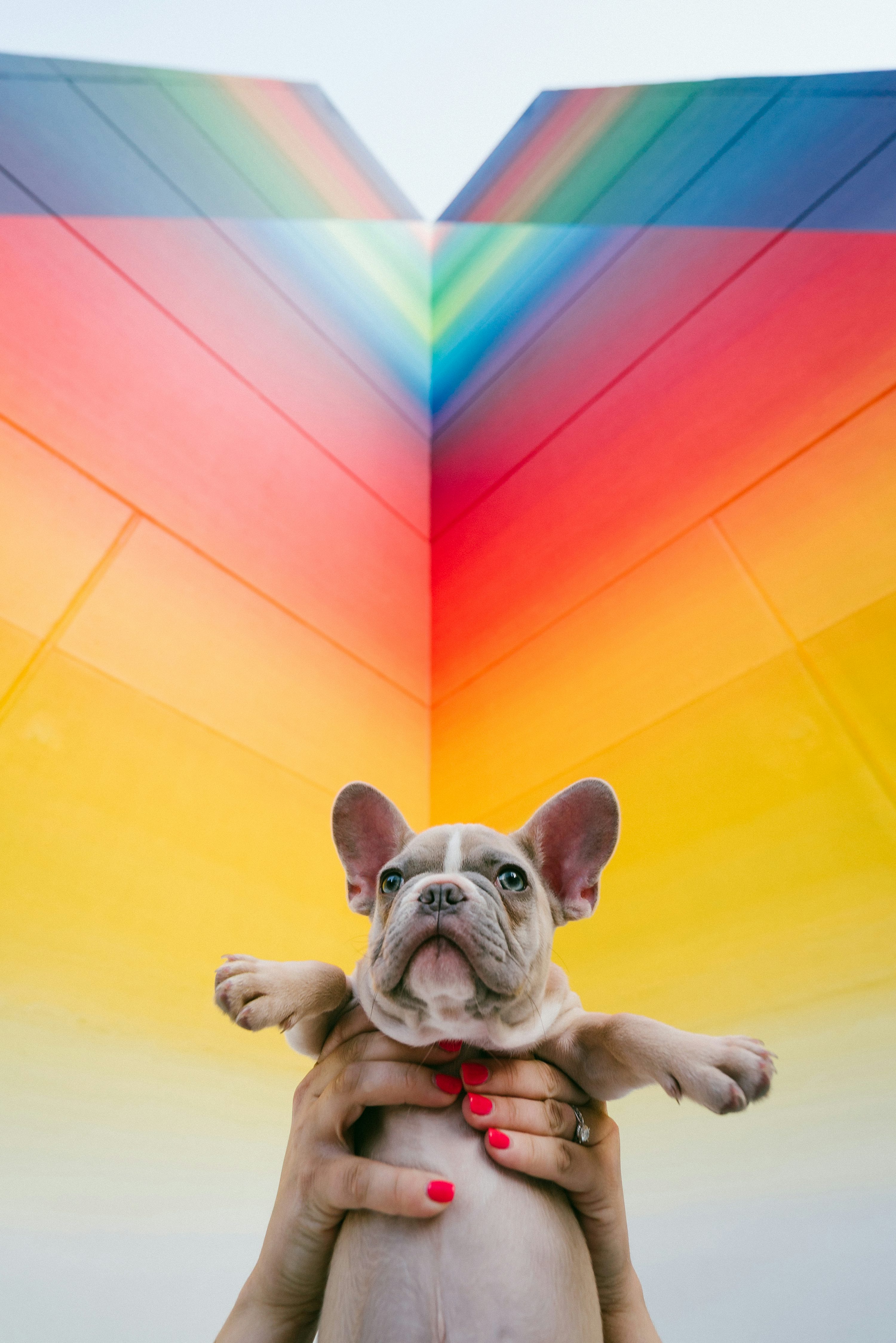 French bulldog puppy is held up against a rainbow. photo