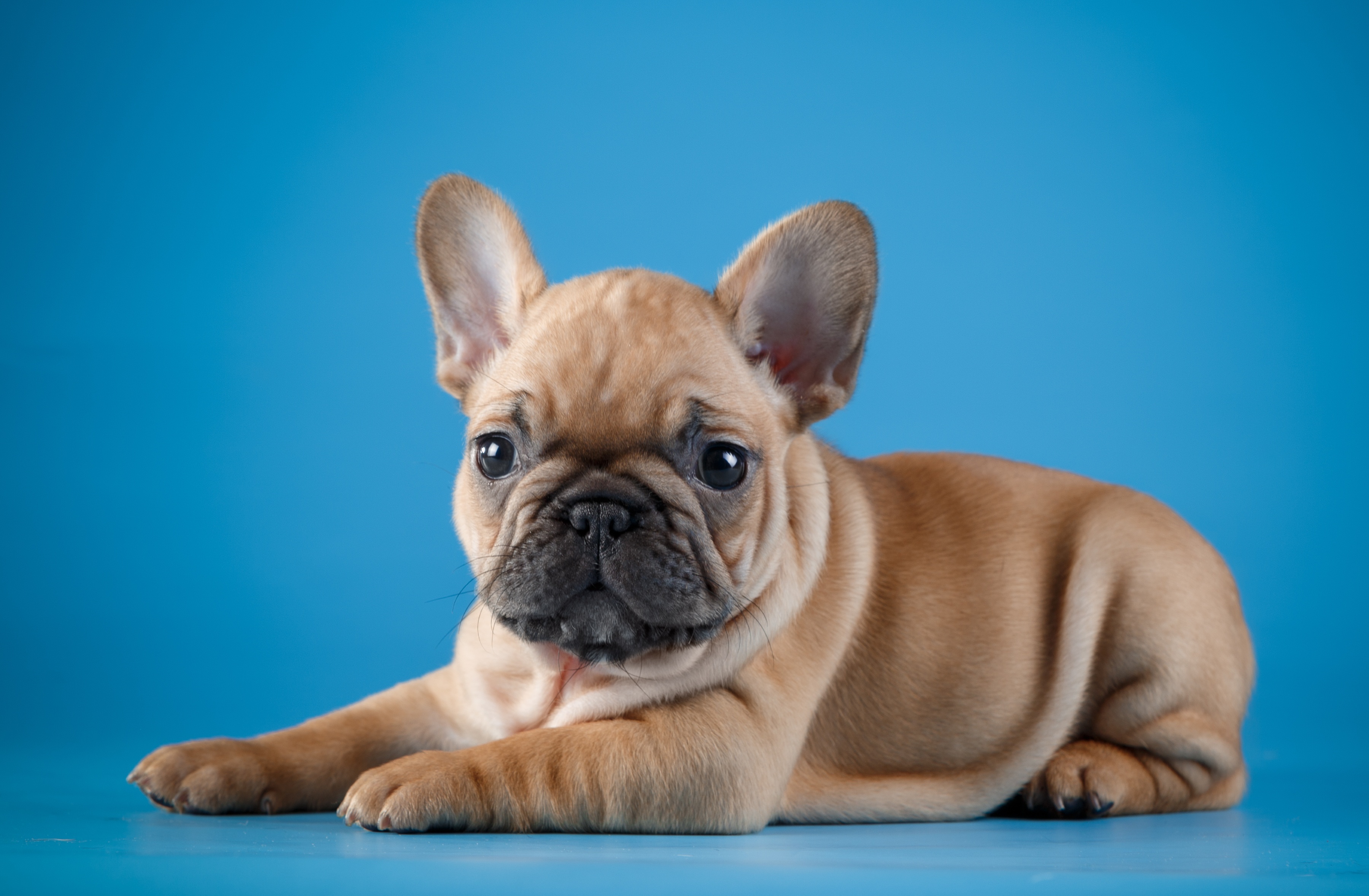 Wallpaper baby, puppy, French bulldog for mobile and desktop, section собаки, resolution 3600x2356