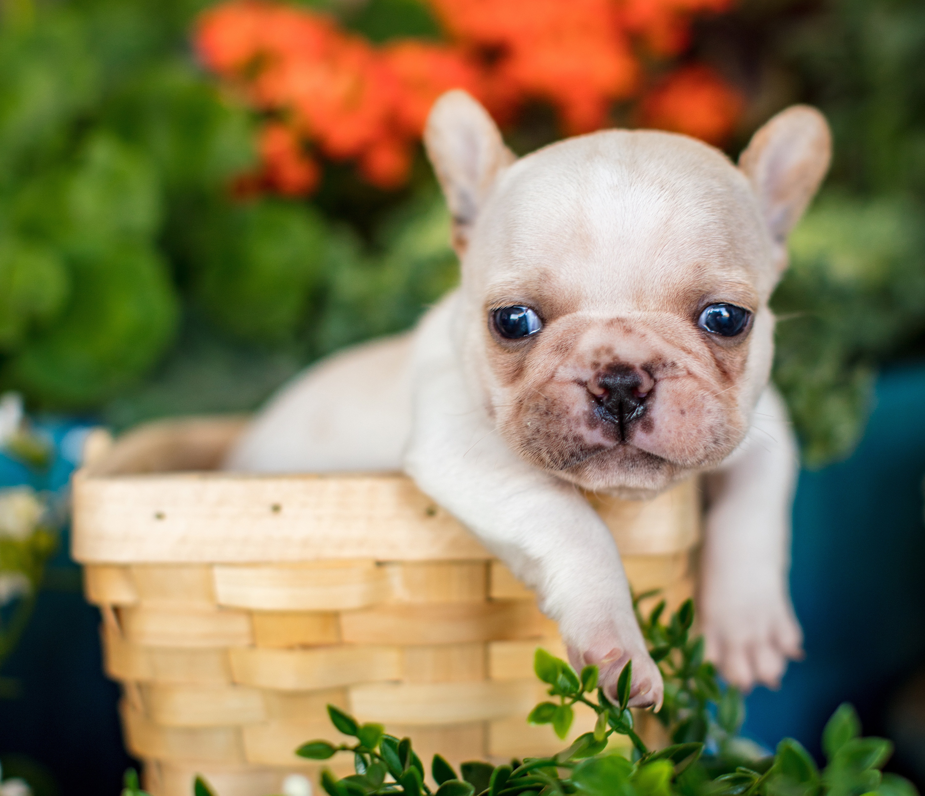 Wallpaper look, basket, legs, baby, puppy, face, French bulldog for mobile and desktop, section собаки, resolution 3000x2581