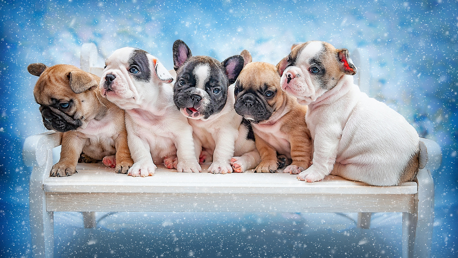 White Brown French Bulldogs On White Bench In Blue Background HD Dog Wallpaper