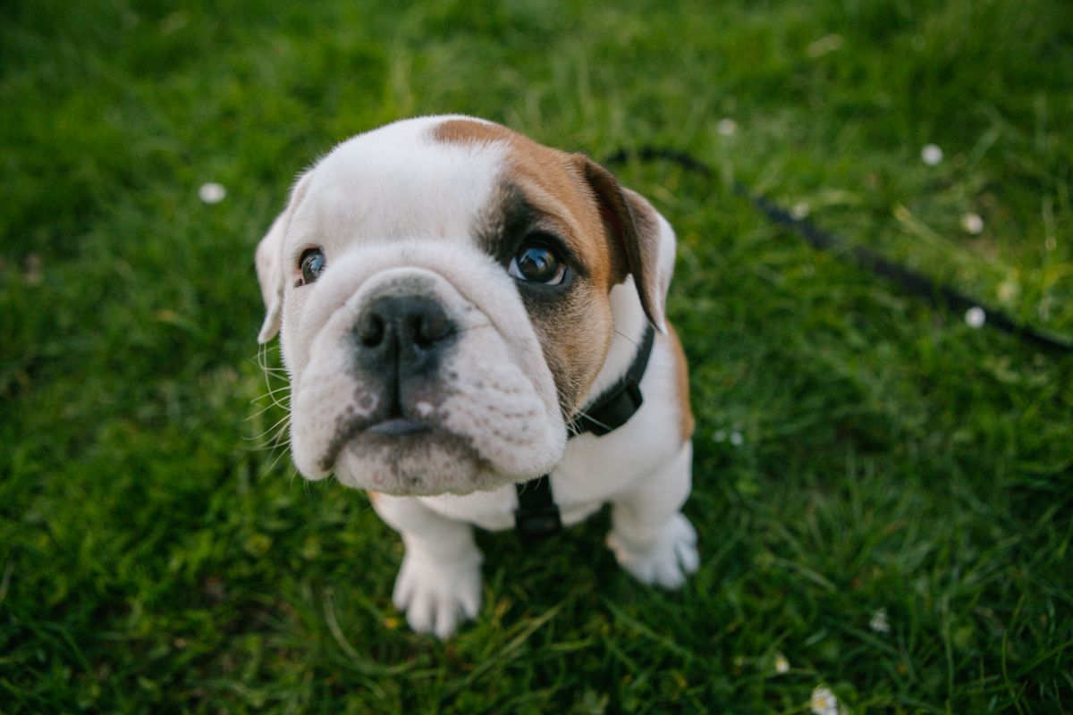 Photos: Cute English Bulldog puppy spotted in North Seattle