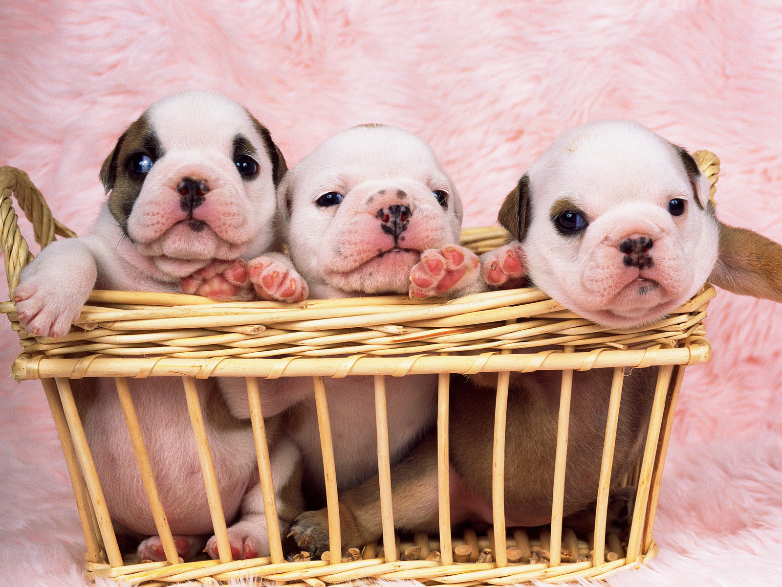 Bulldog Puppies HD Wallpaper