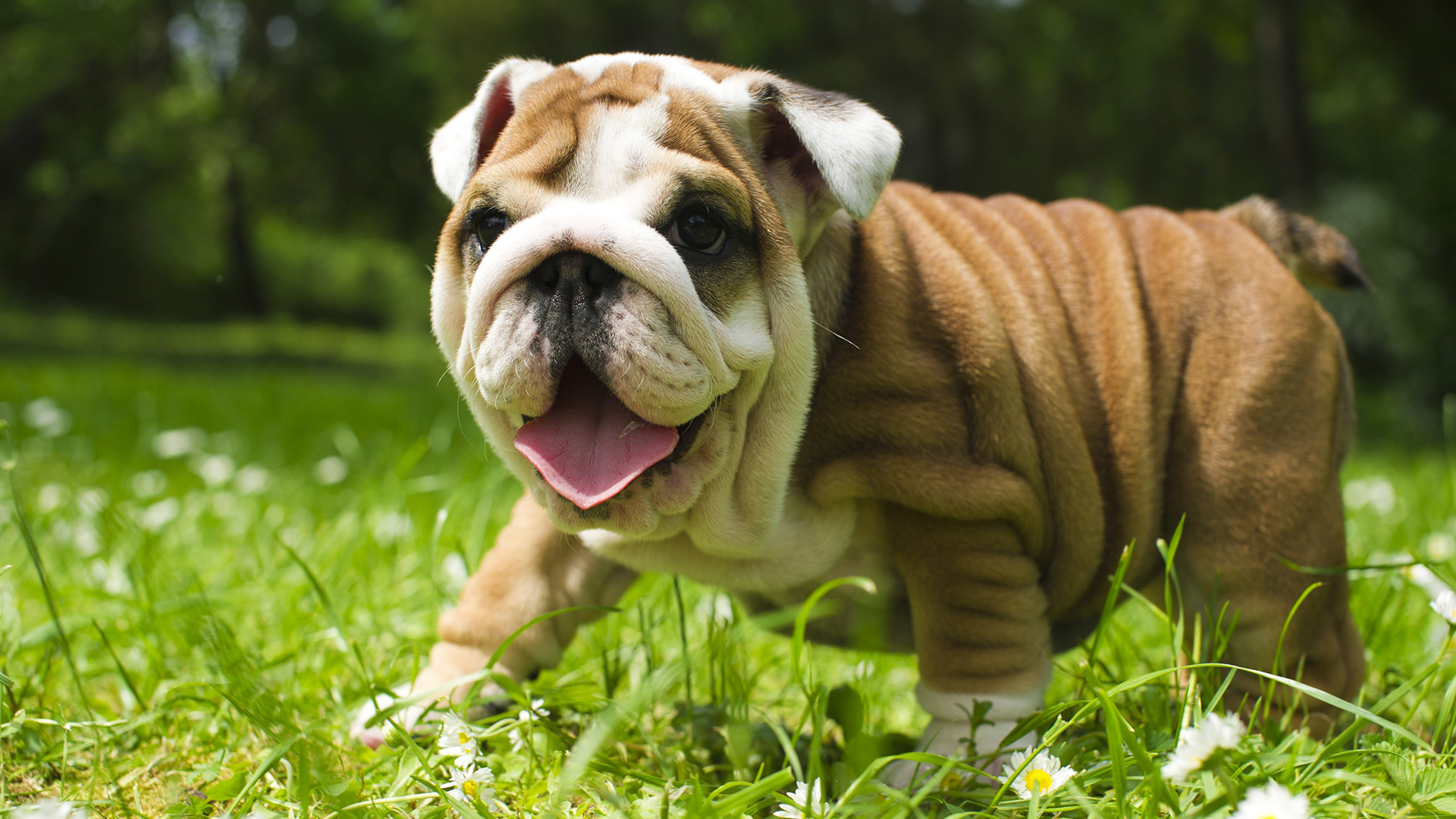 Download Dog Baby Animal Puppy Animal Bulldog HD Wallpaper