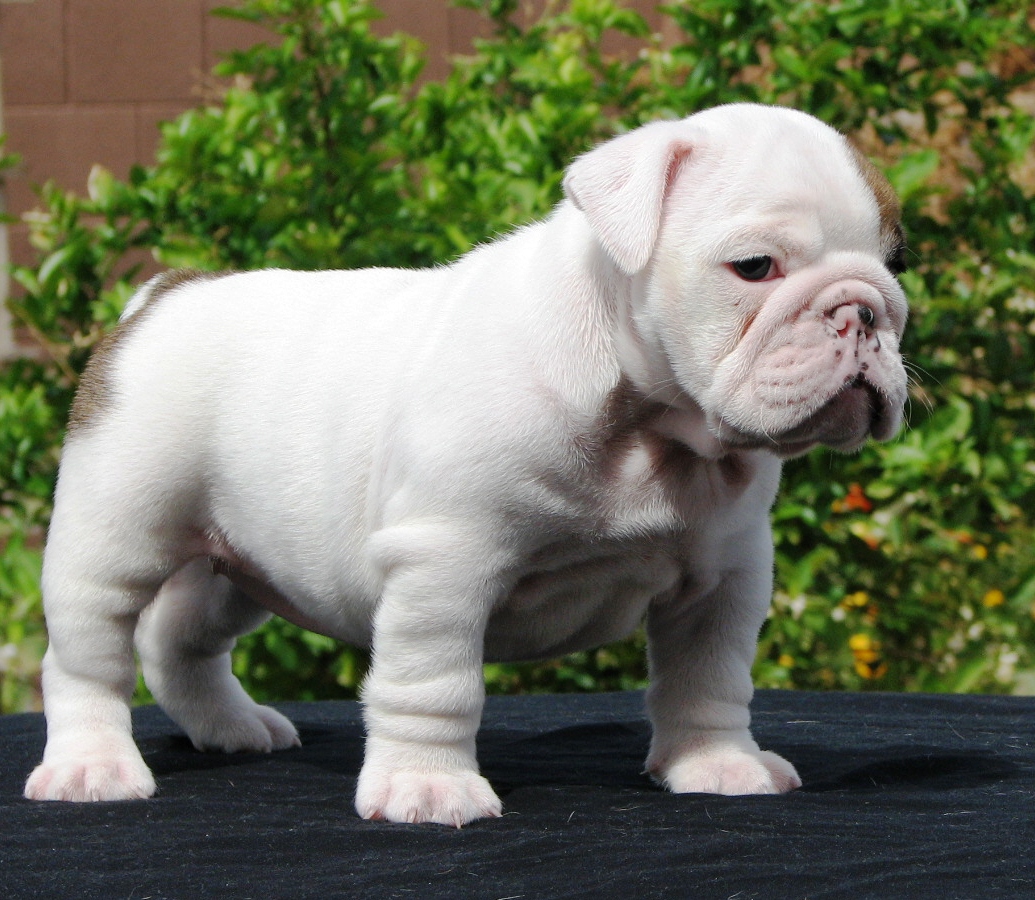 White Toy Bulldog photo and wallpaper. Beautiful White Toy Bulldog picture