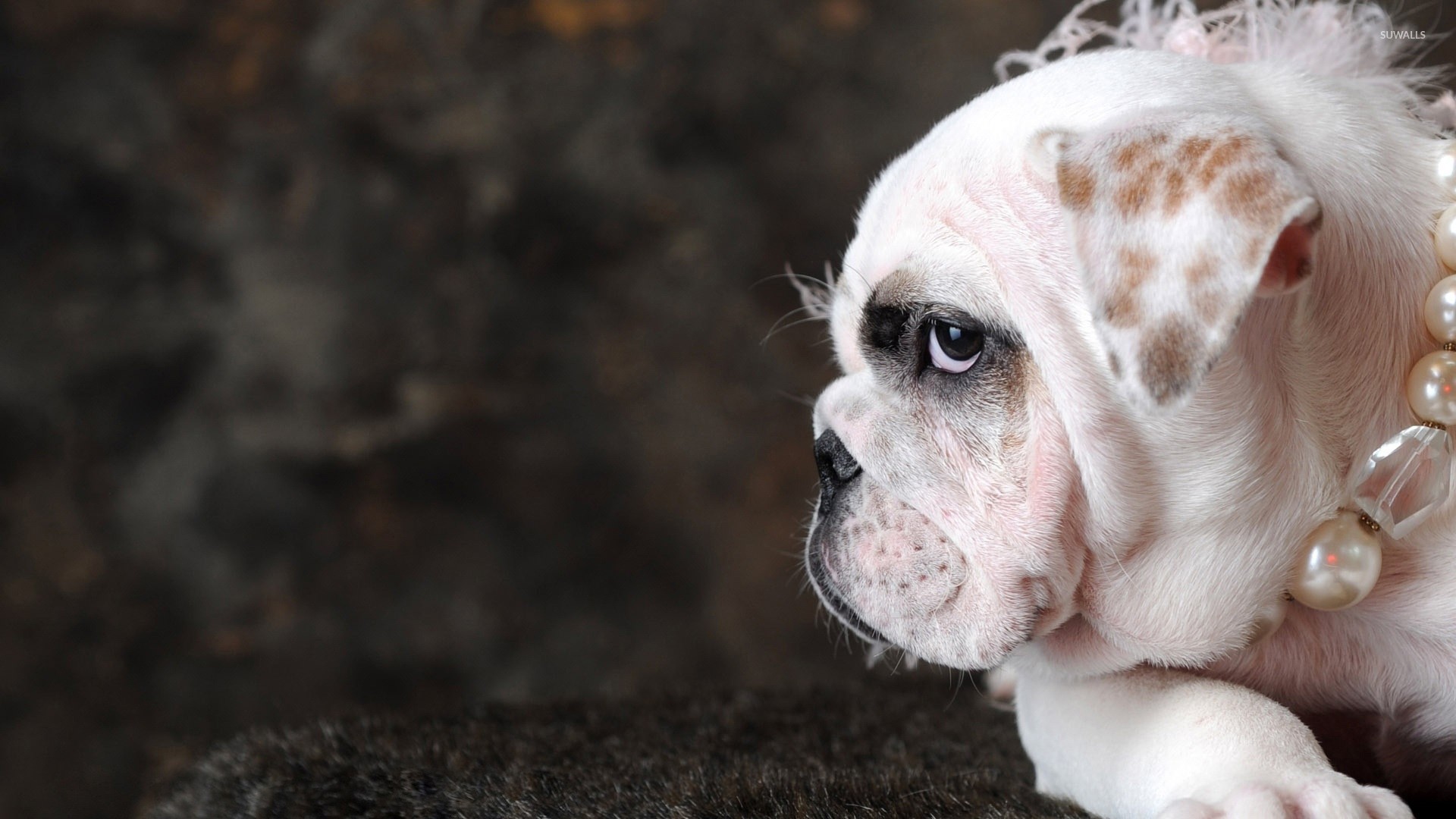 English Bulldog with pearls wallpaper wallpaper