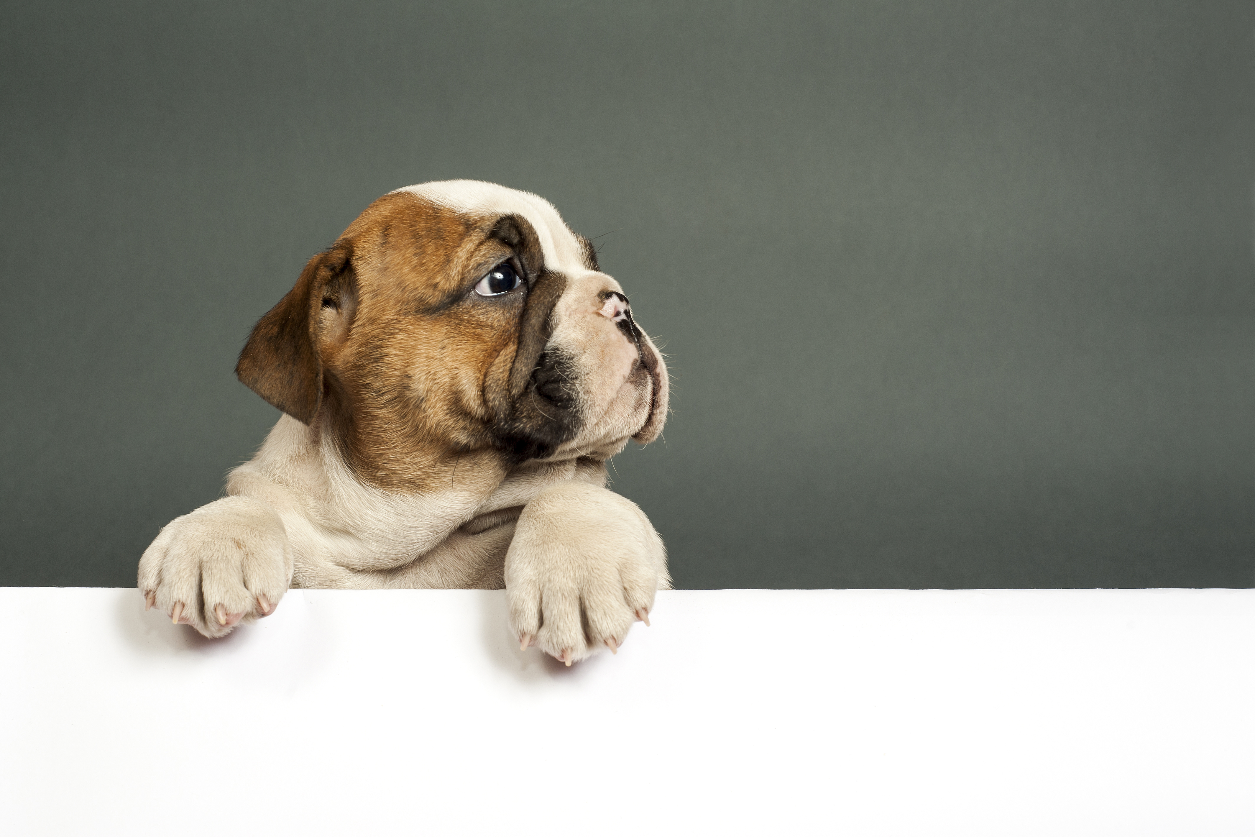 Bulldog Puppy 4k Wallpaper, HD Animals Wallpaper, 4k Wallpaper, Image, Background, Photos and Picture
