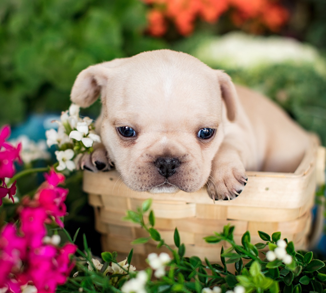 Picture puppies French Bulldog dog White animal