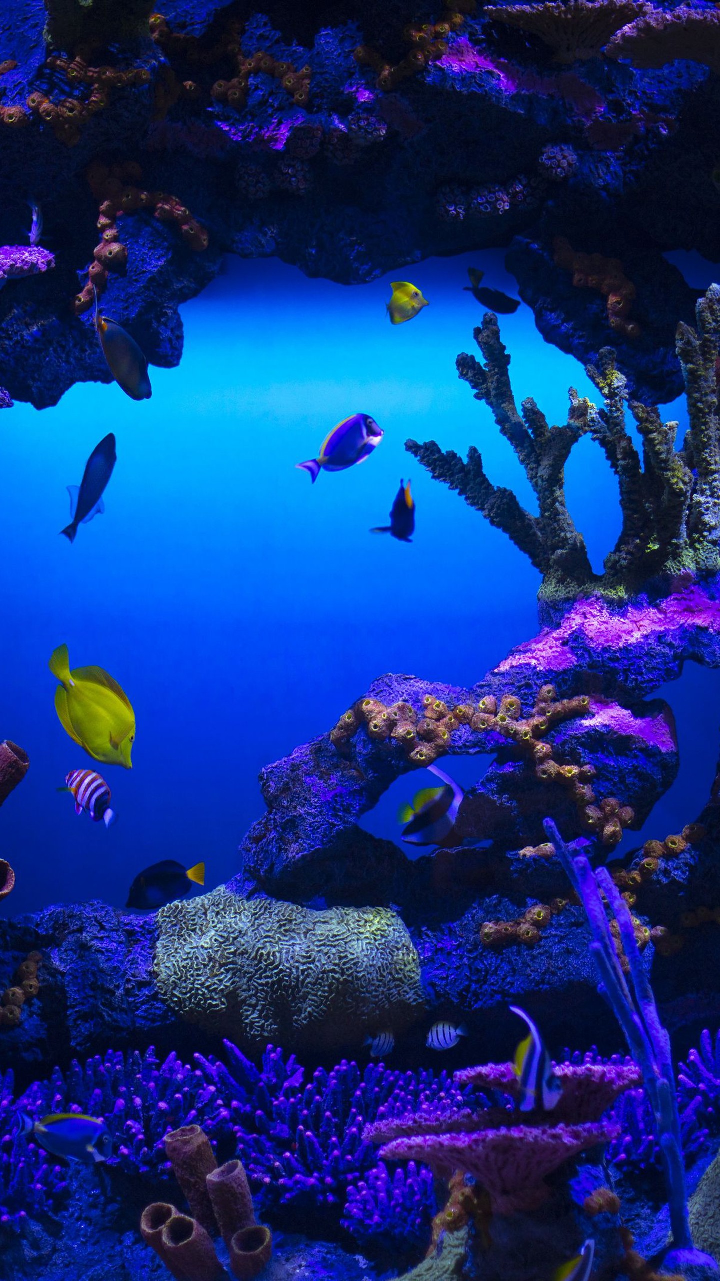 Coral Reef Stones Schooling oF Fish Underwater 4K HD Nature Wallpaper