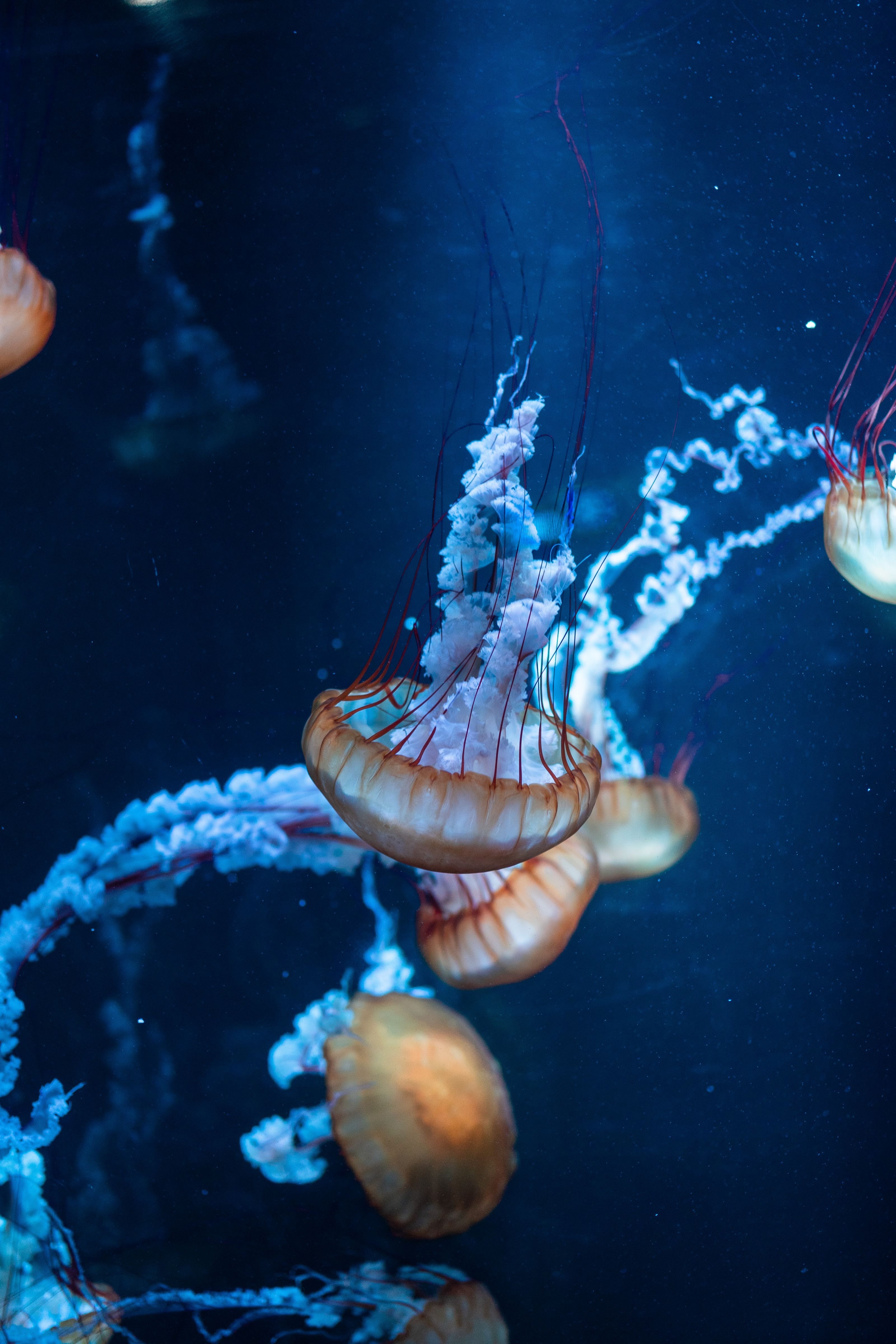 Phone wallpaper: Jellyfish, Tentacles, Underwater World, Animals, Sea 118634