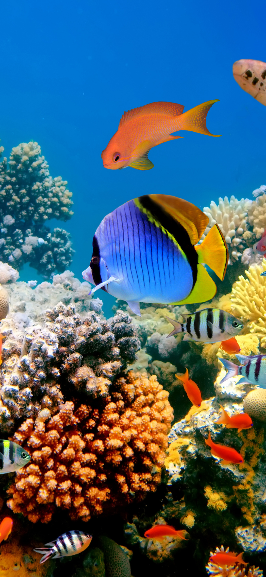 Phone wallpaper: Coral Reef, Underwater, Fishes, Animal, Fish 1157461