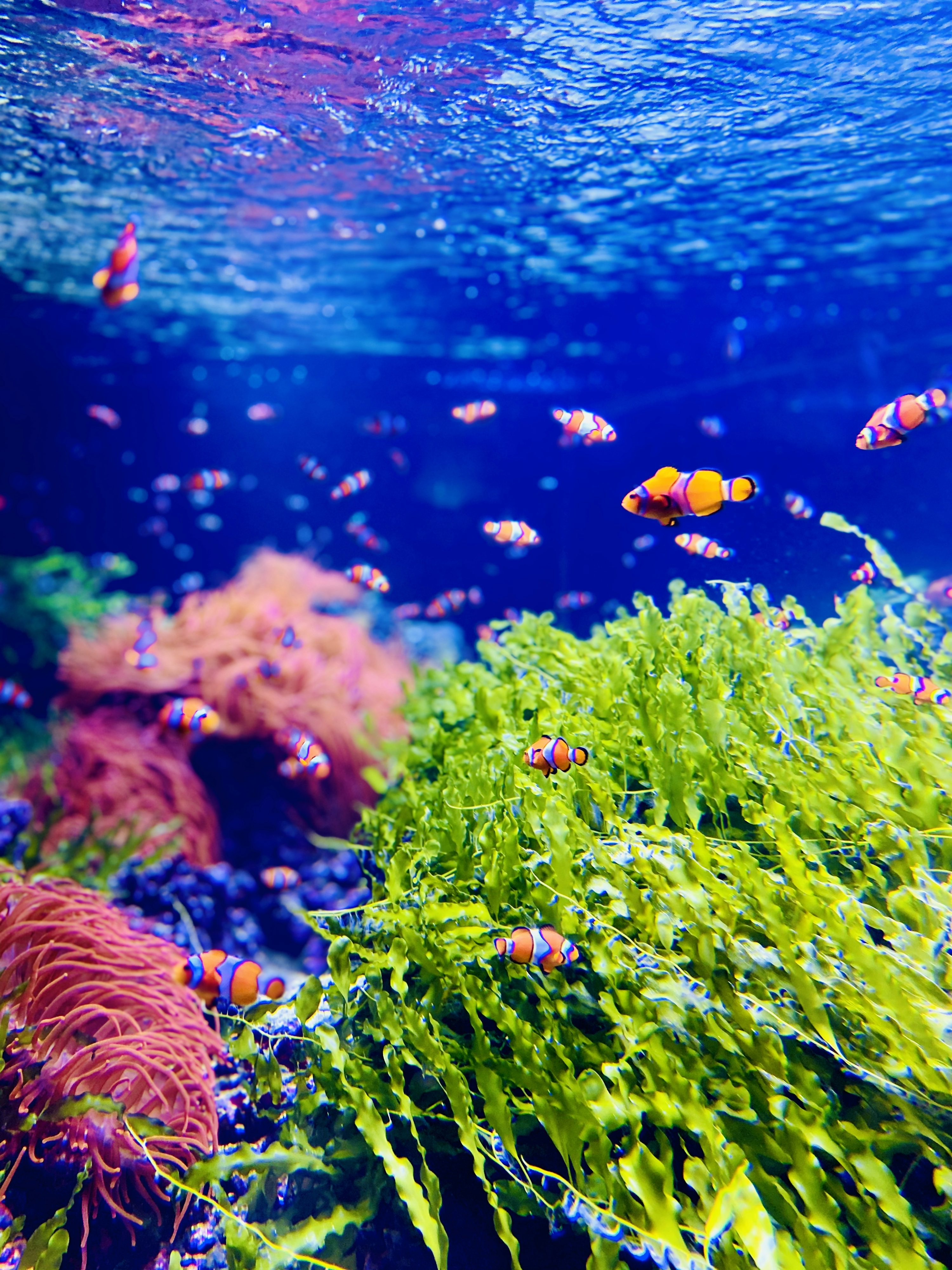 A coral reef with fish photo