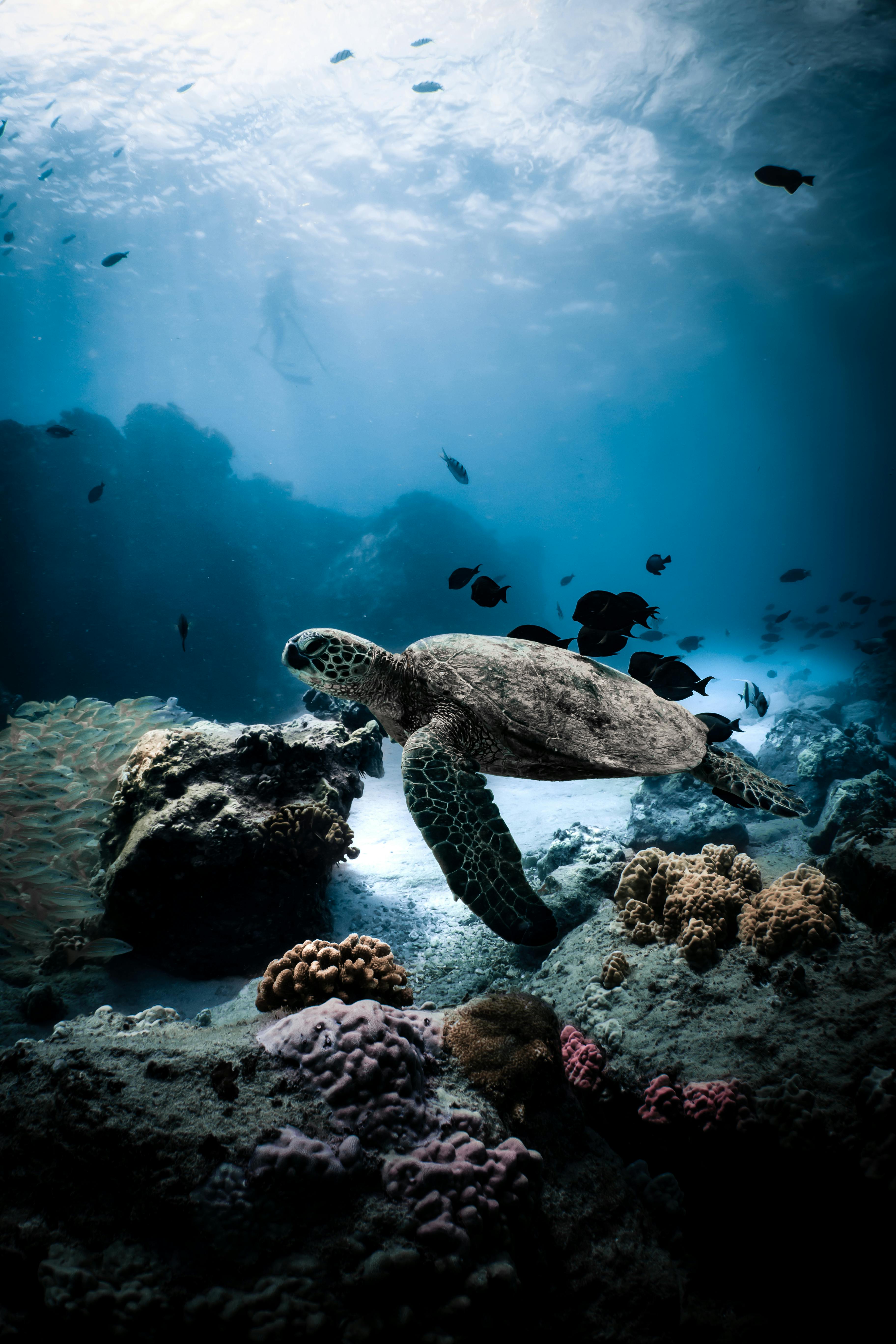 Underwater World Photo, Download The BEST Free Underwater World & HD Image