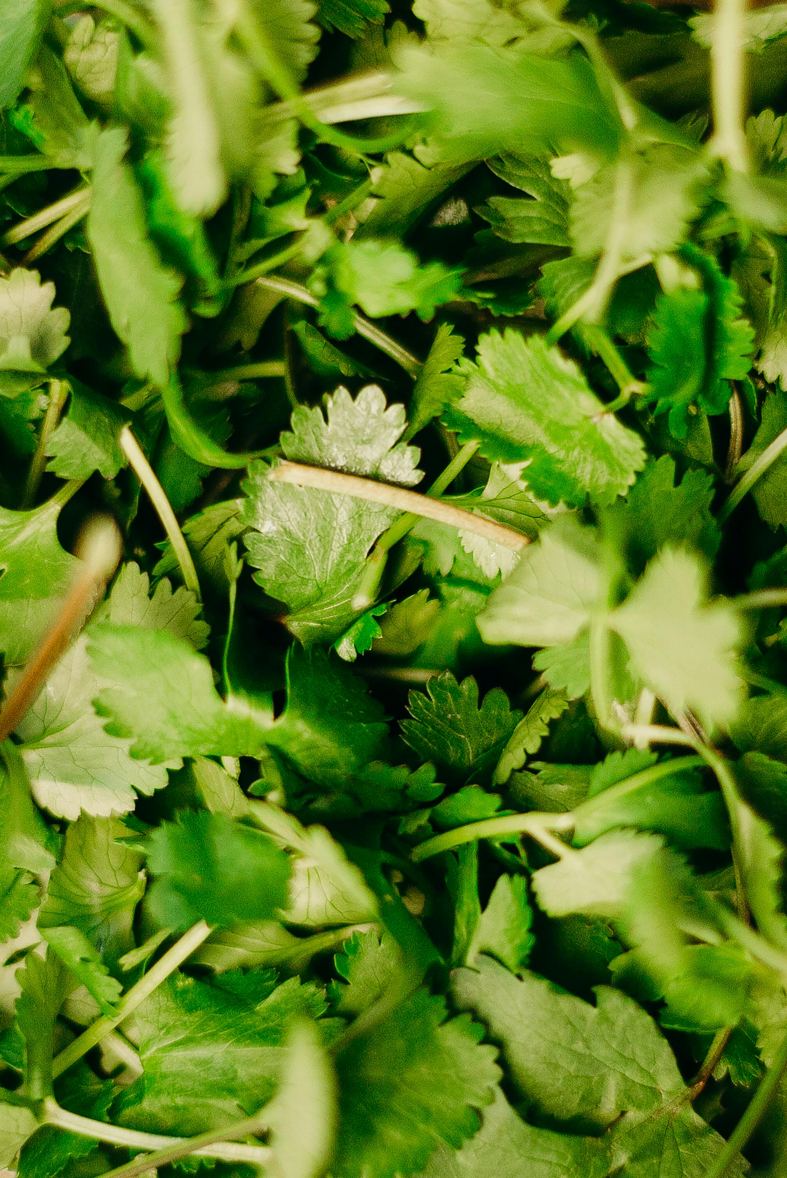 Cilantro Photo, Download The BEST Free Cilantro & HD Image