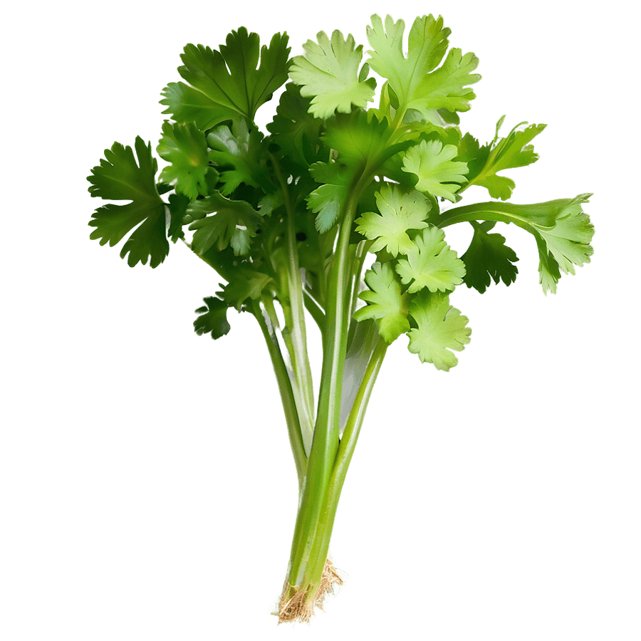 Cilantro Png Image